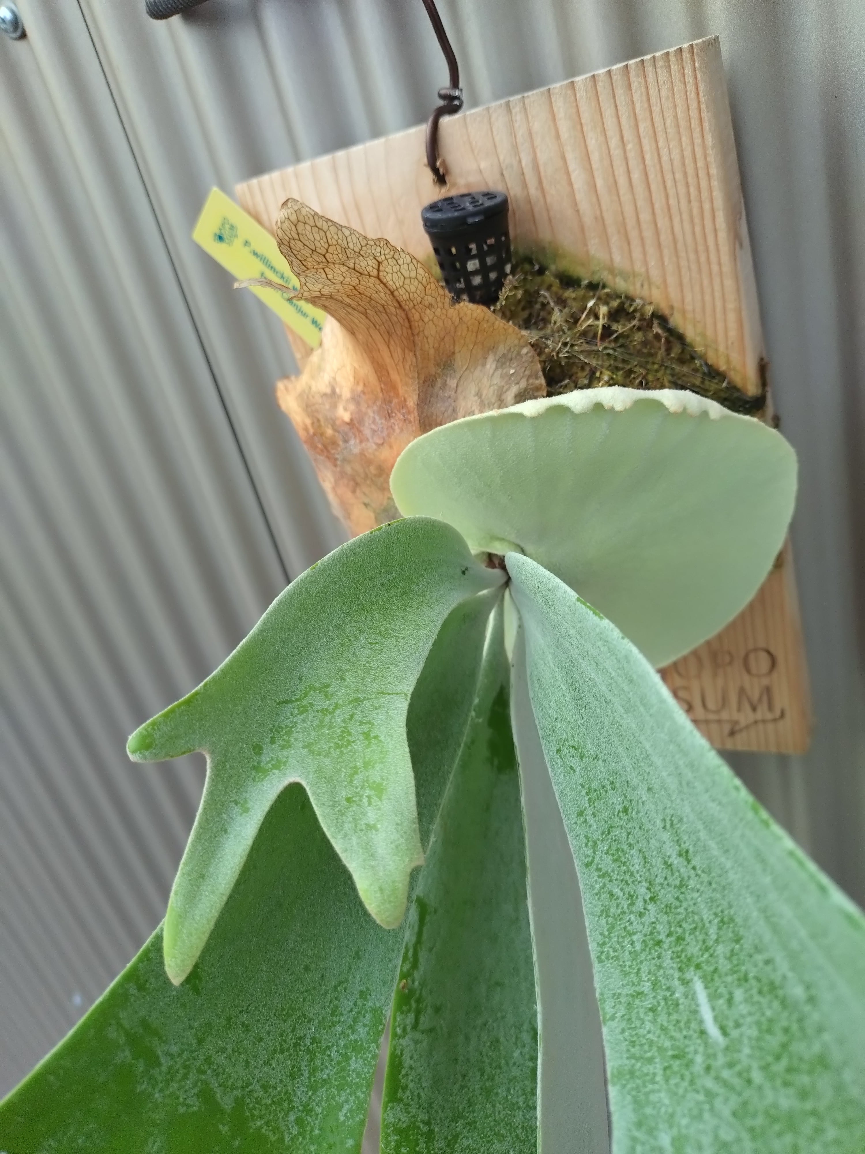 ビカクシダ P.Willinckii wild from Cianjur West Java | opossum