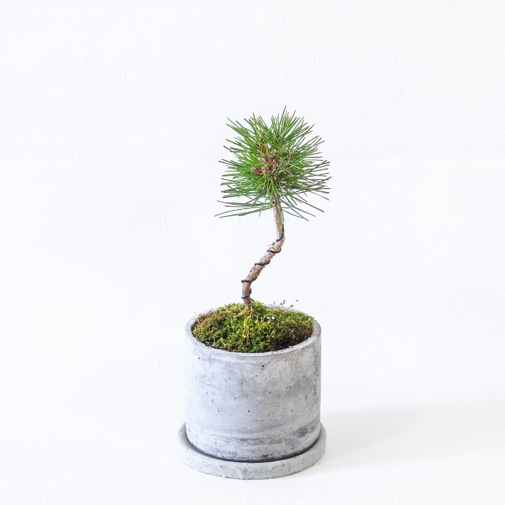 ≪ 観葉植物 ≫室内管理もオッケーな黒松の鉢植え｜シンプルでお部屋を選ばない手作りモルタル鉢