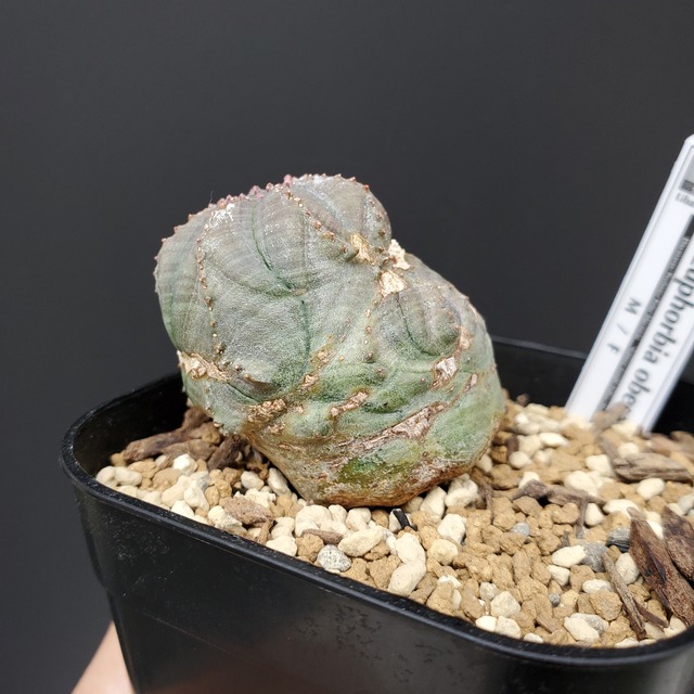 【イレギュラータイプ】Euphorbia obesa ユーフォルビア オベサ