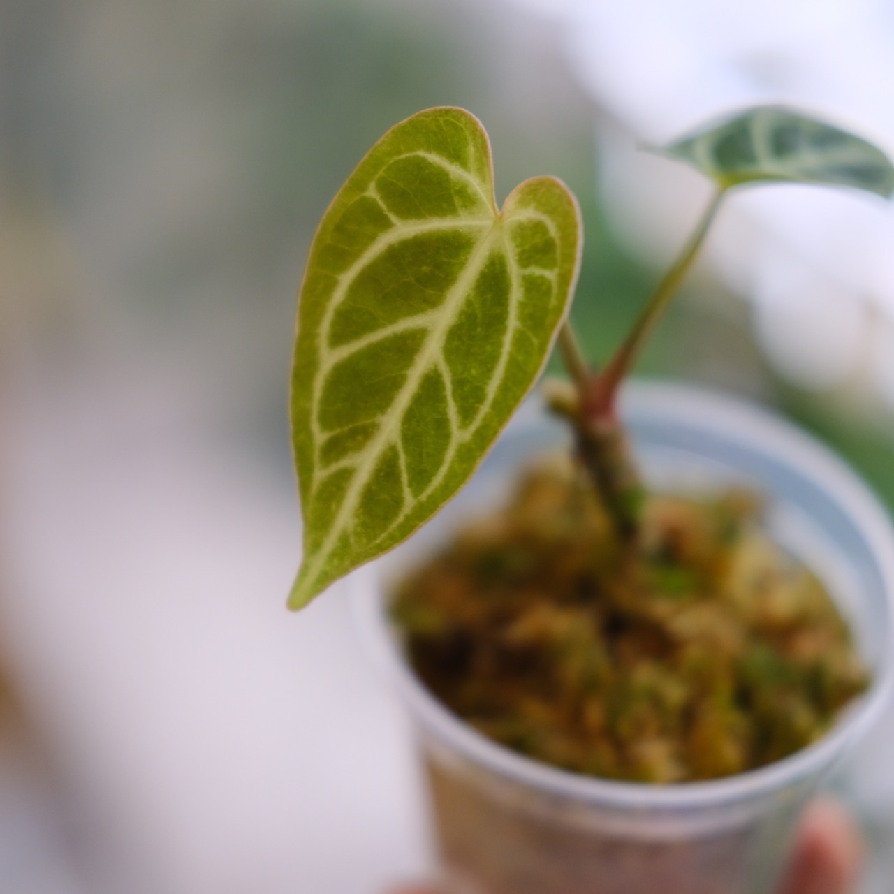 アンスリウム・レガレ / Anthurium Regale③【実生】 / 観葉植物<育て方・花言葉>