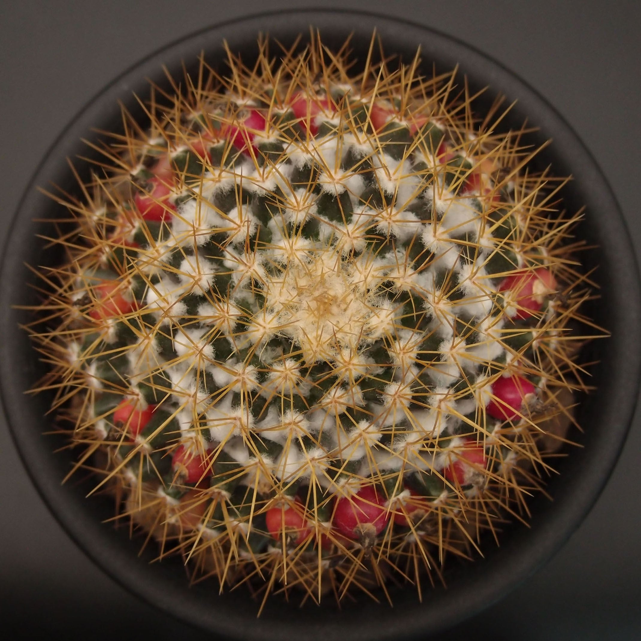 マミラリア属 | 万緑 BAN RYOKU