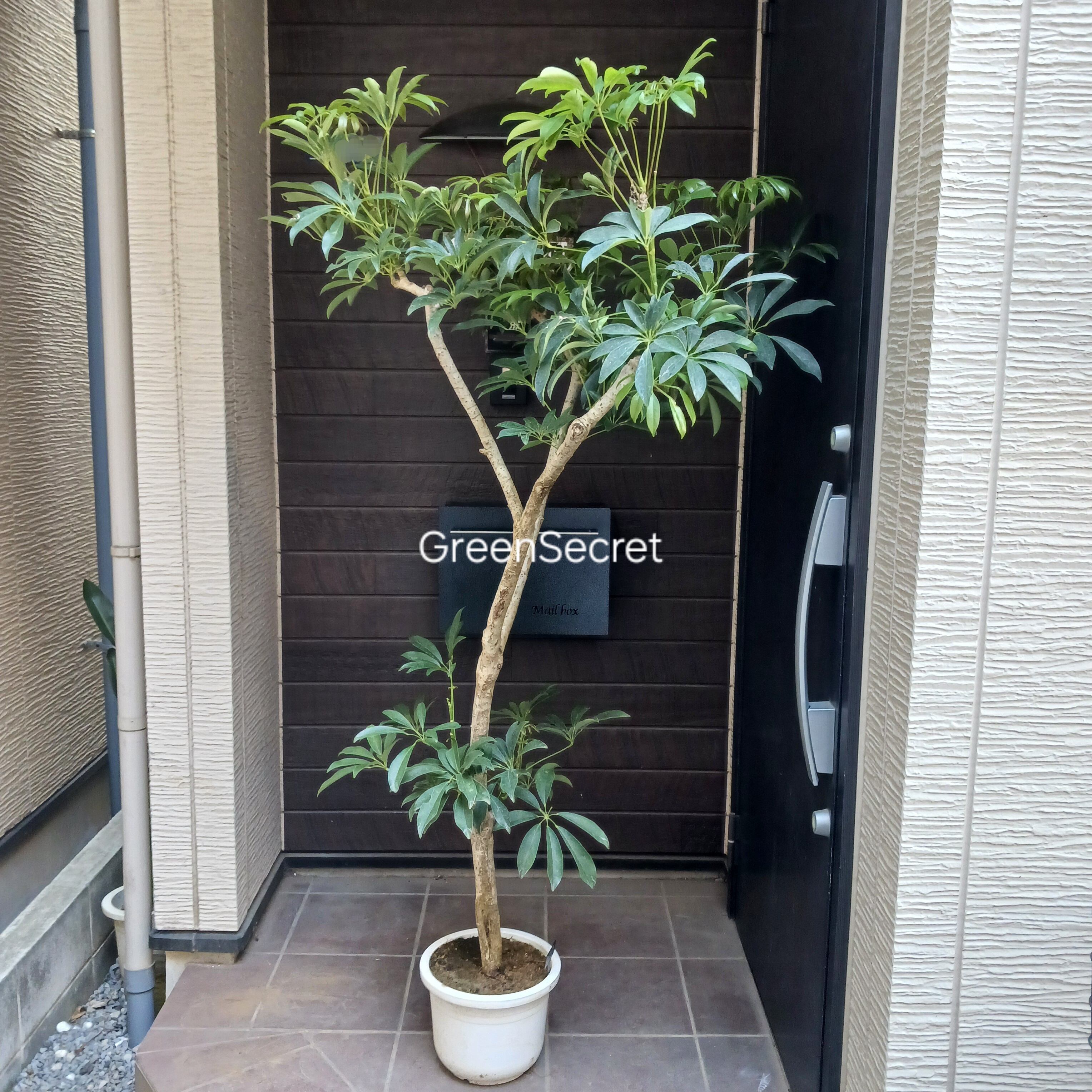 現品］【希少】2番 ドラセナ レモンサプライズ 8号 観葉植物 室内 黄