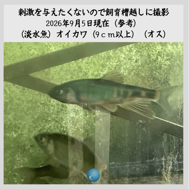 ※飼い込み個体※　（淡水魚）オイカワ　（9ｃｍ以上）（オス・1匹）【生体】