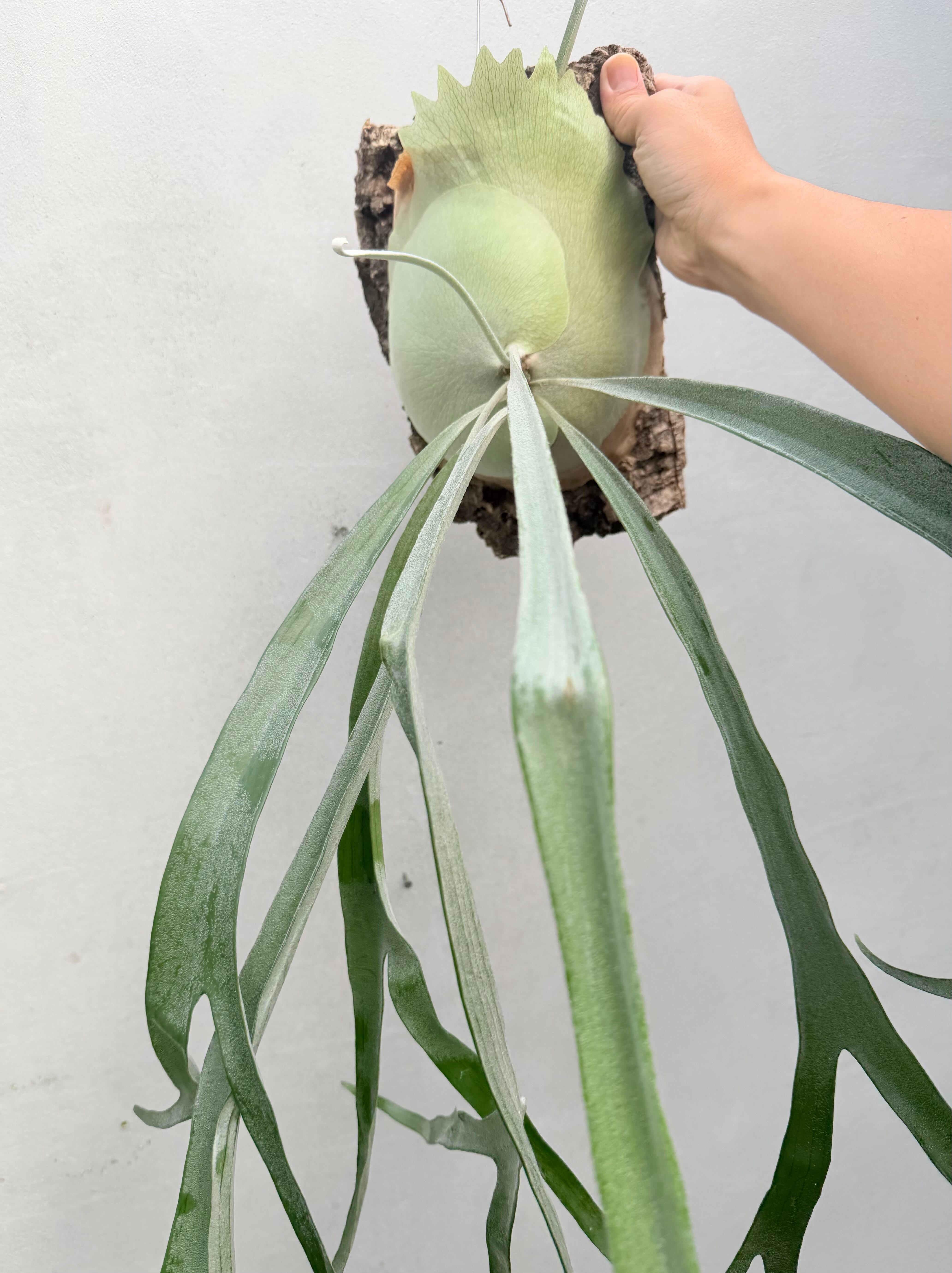 P. 'Musang King' ビカクシダ 'ムーサン キング' | vandaka plants