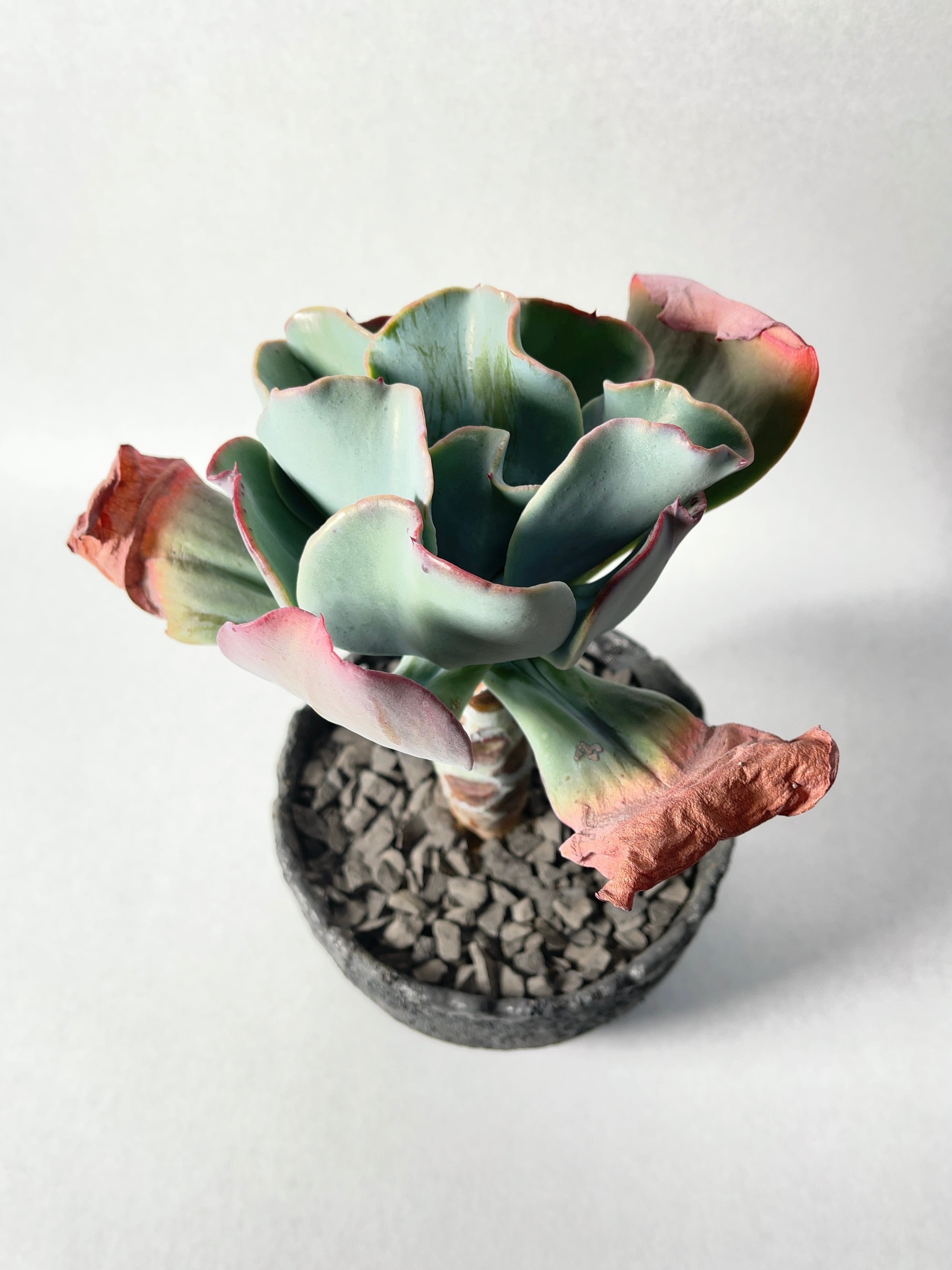 アガベ　スカブラショートリーフ【縞斑】 縞斑#スカブラショートリーフ#スカブラショートリーフ縞斑