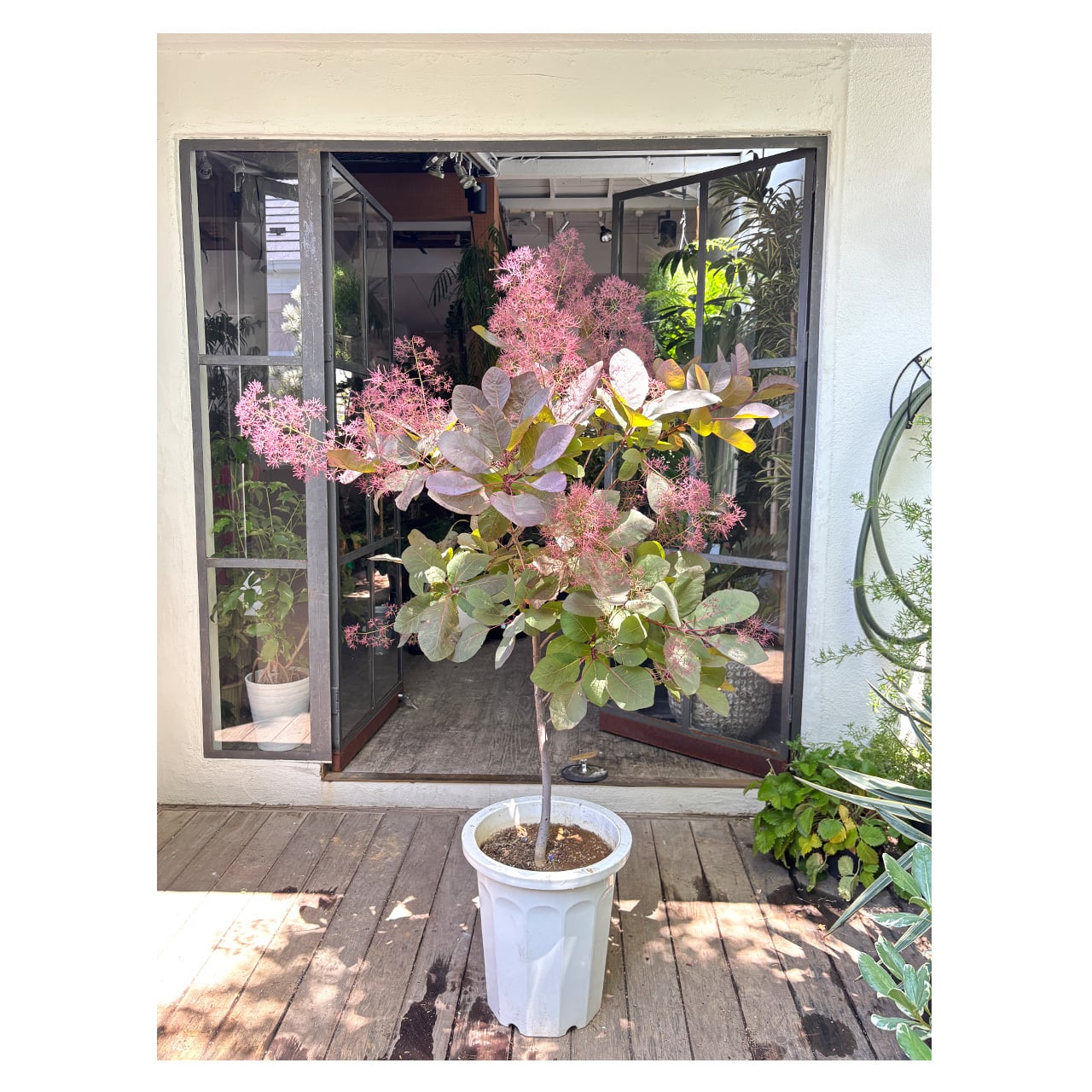 スモークツリー | Seeding