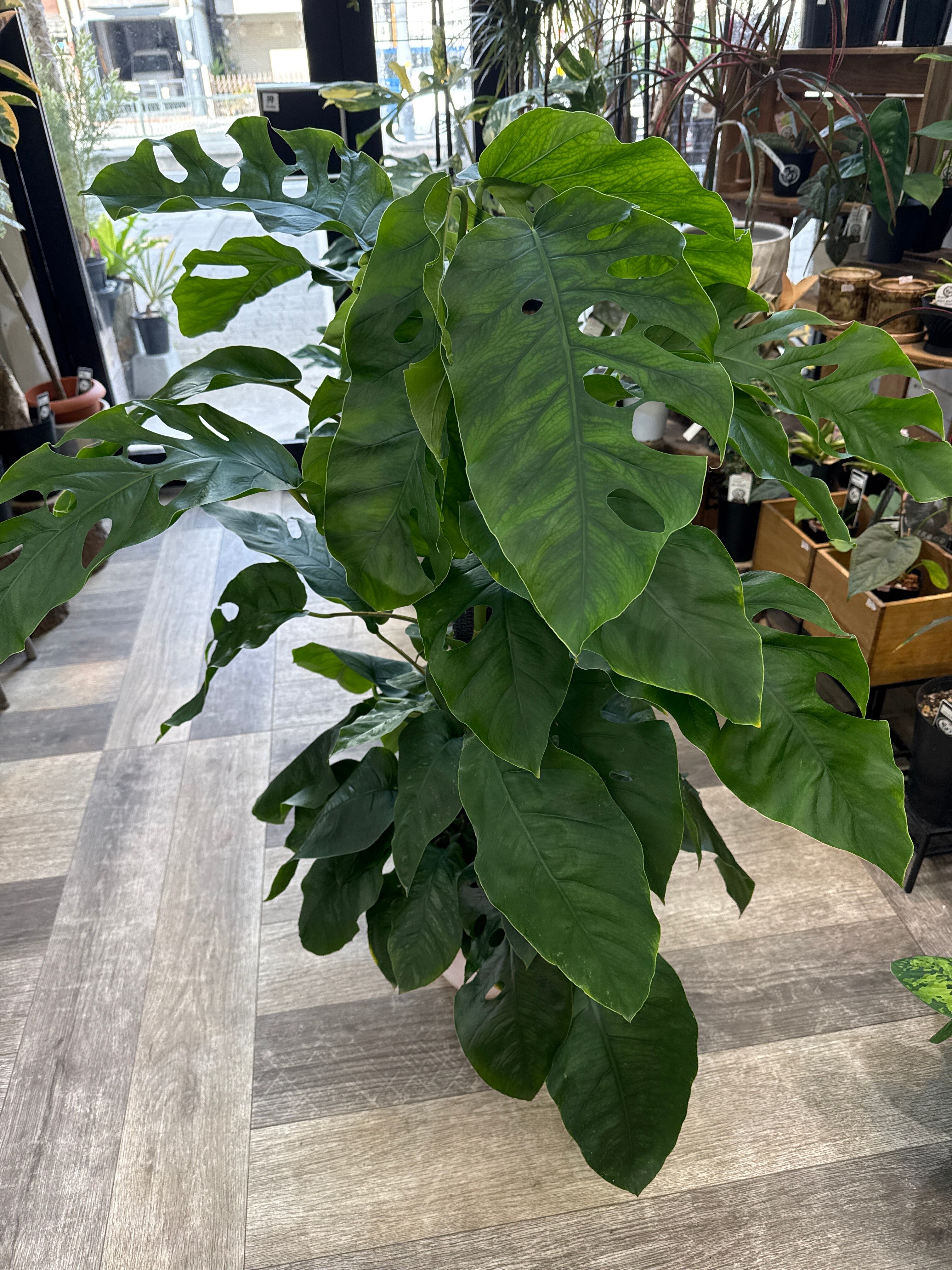 モンステラ デュビア 8号 | Gardenえん 【観葉熱帯植物・多肉植物】