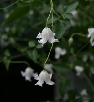 カンパニフローラ　C. viticella subsp. campaniflora　-ヴィチセラ系　K-40