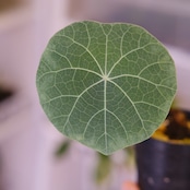 Stephania kaweesakii / ステファニア カウィーサキー㊷/ 観葉植物
