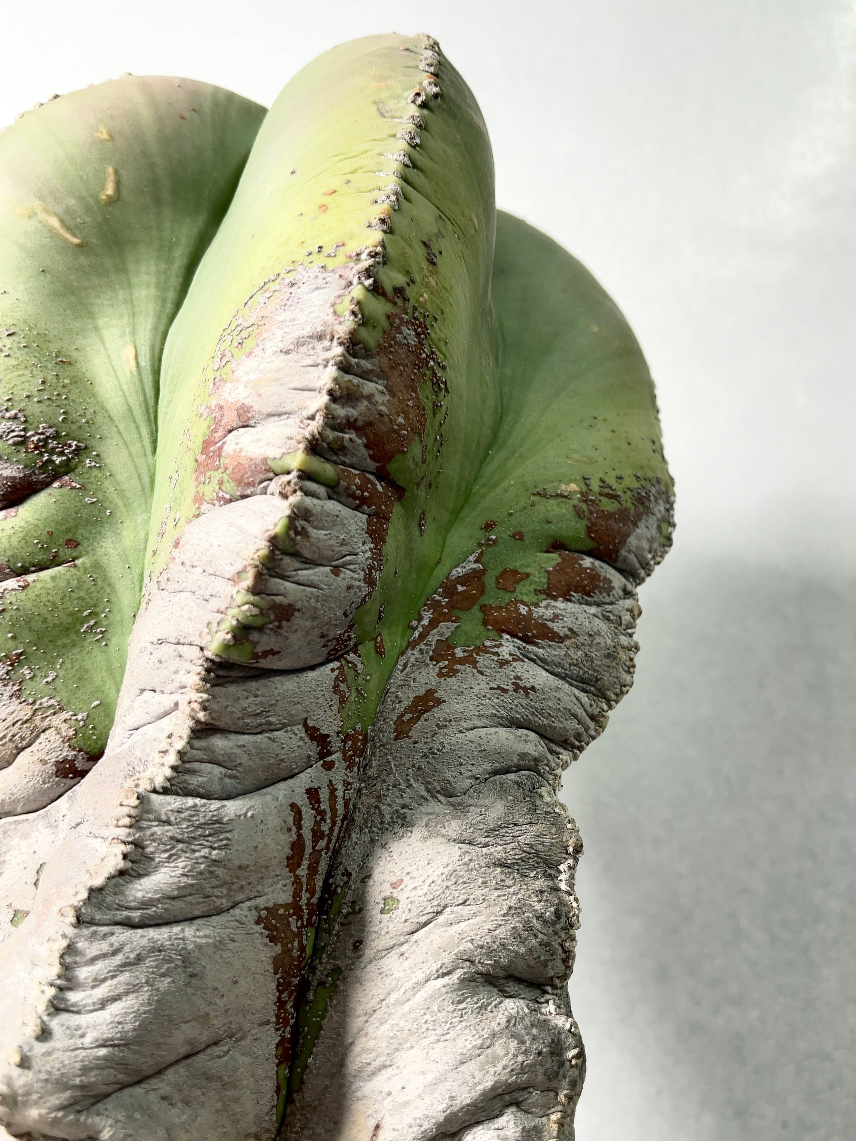 アストロフィツム・碧瑠璃鸞鳳玉 | trigger