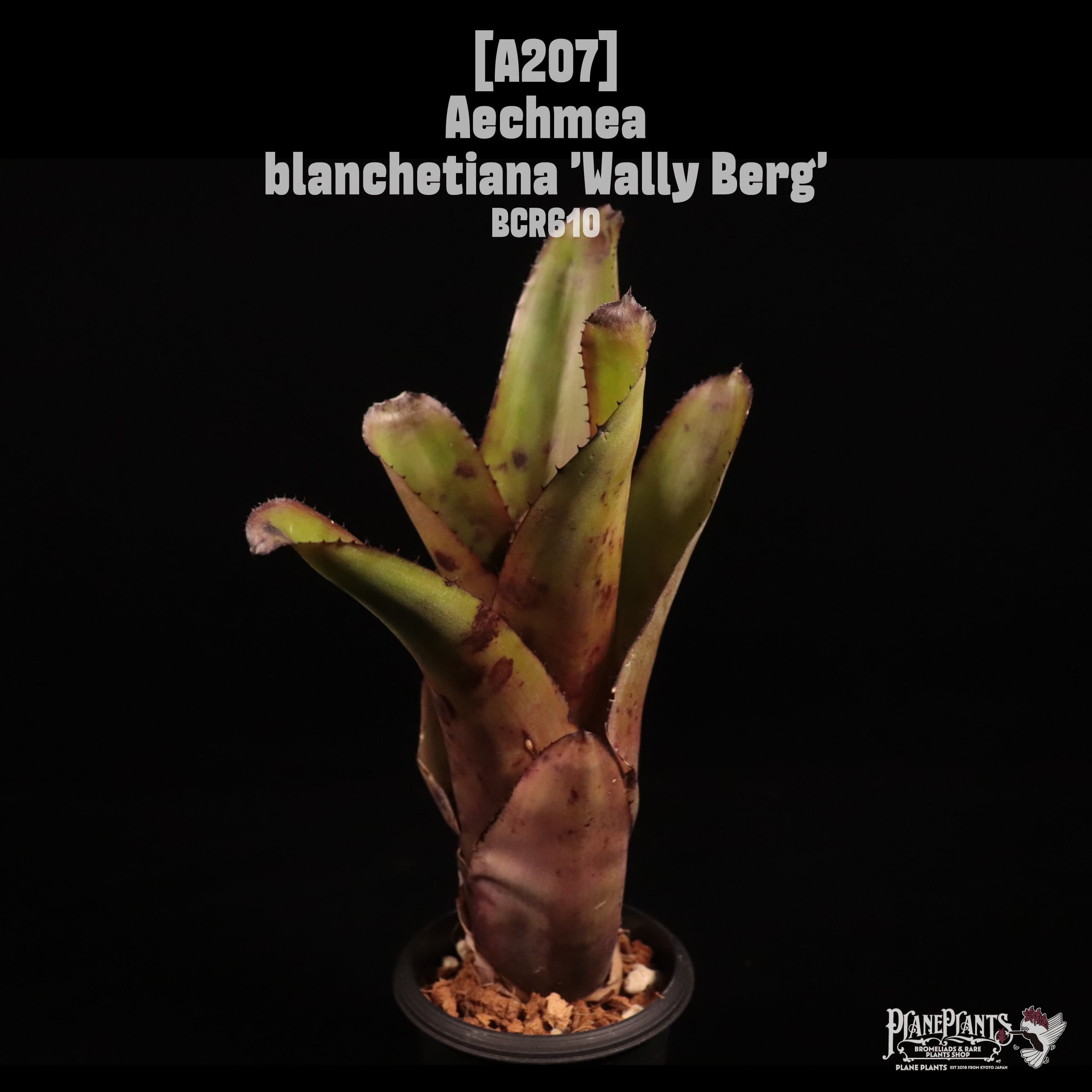 Aechmea | plane plants