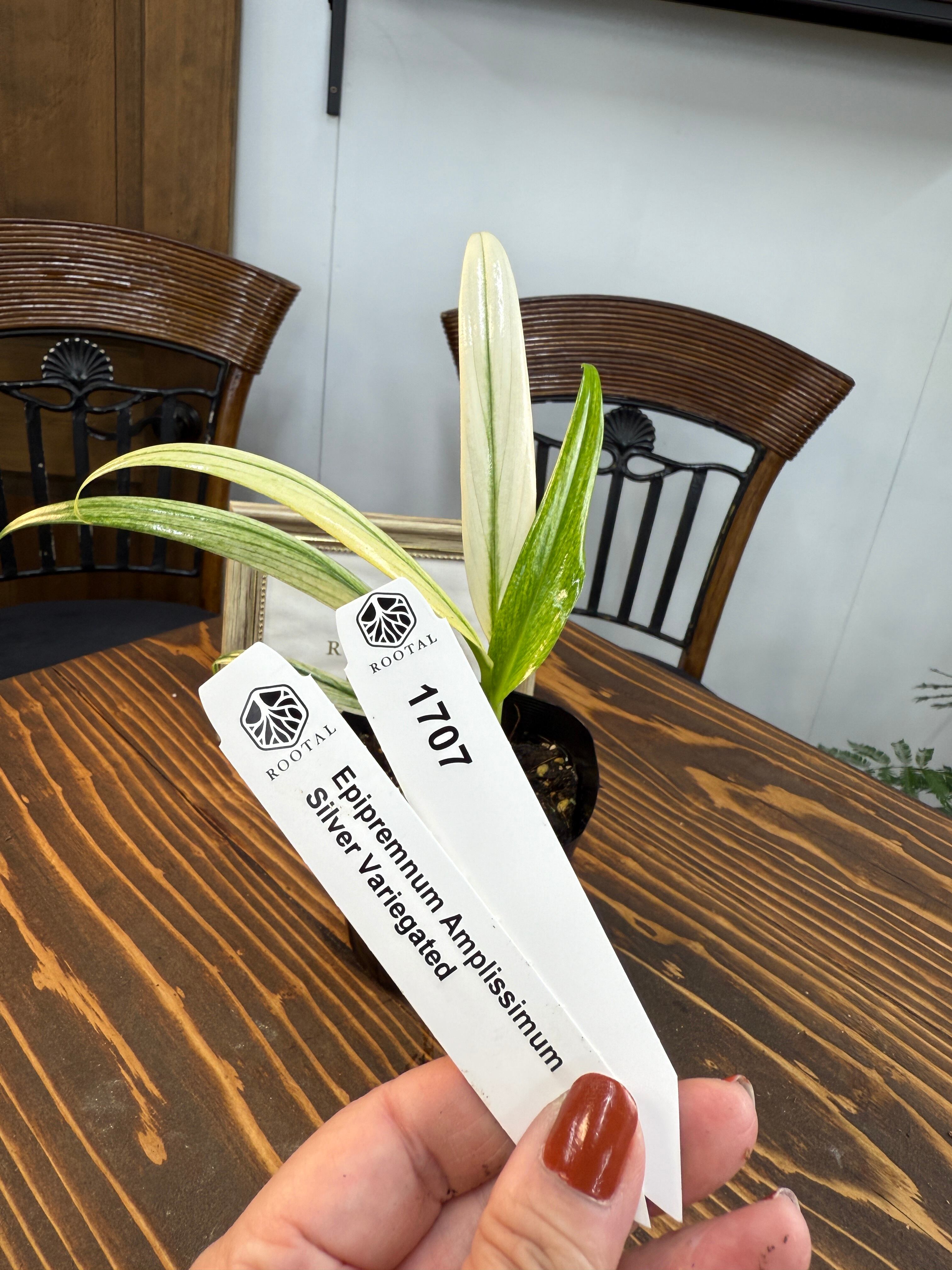 ★1707 エピプレムナム アンブリッシュマムシルバーバリエガータ(3.5号ポット)