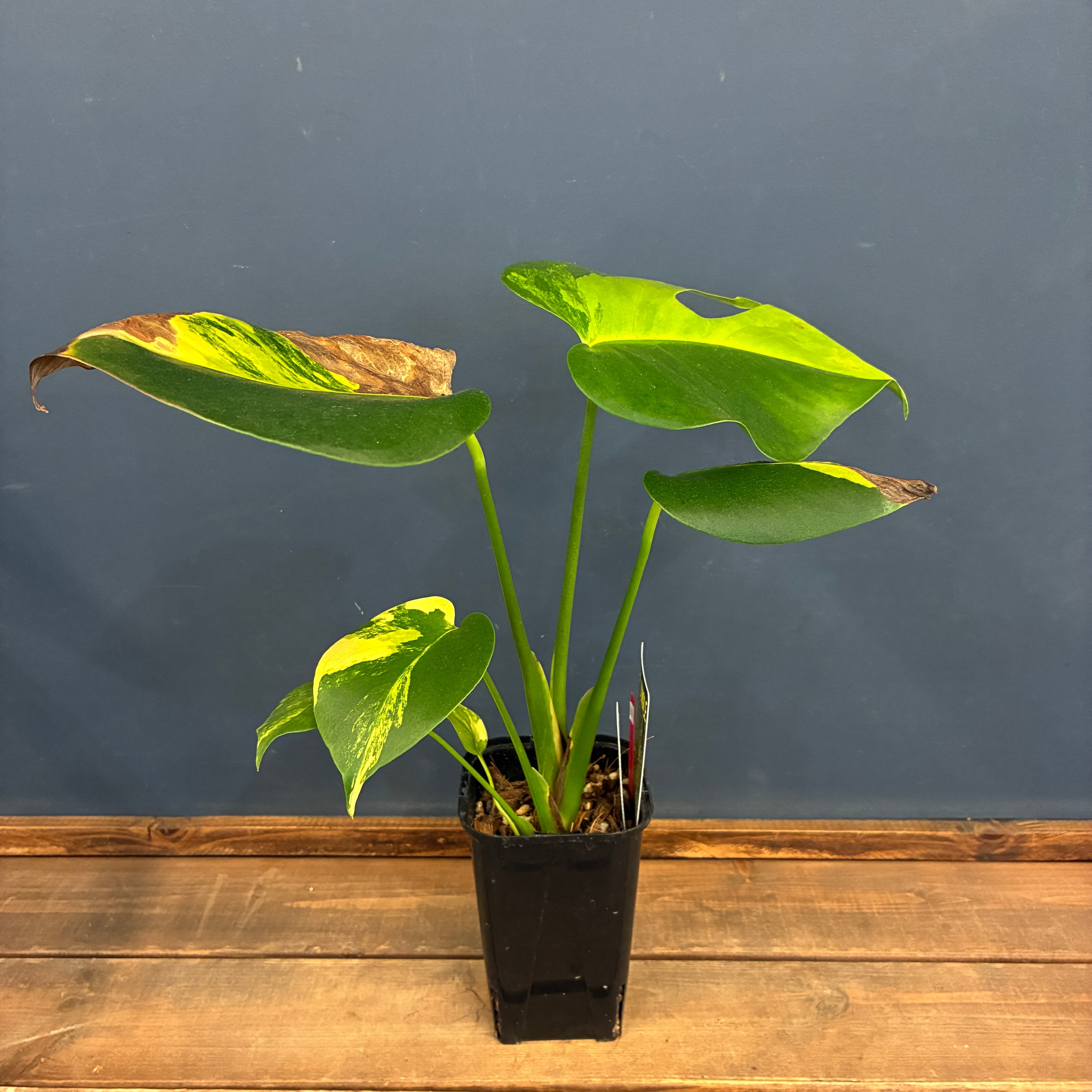 脇芽アリ】アロカシア ワトソニアナ ピンク斑入り Alocasia watsoniana