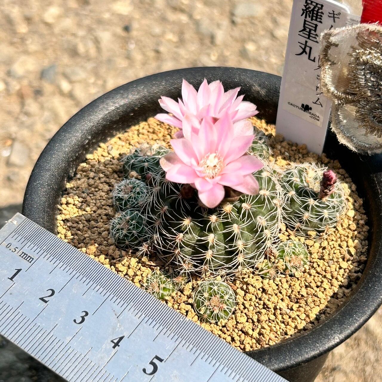 T)羅星丸ギムノカリキウム | RuPo 多肉植物専門店