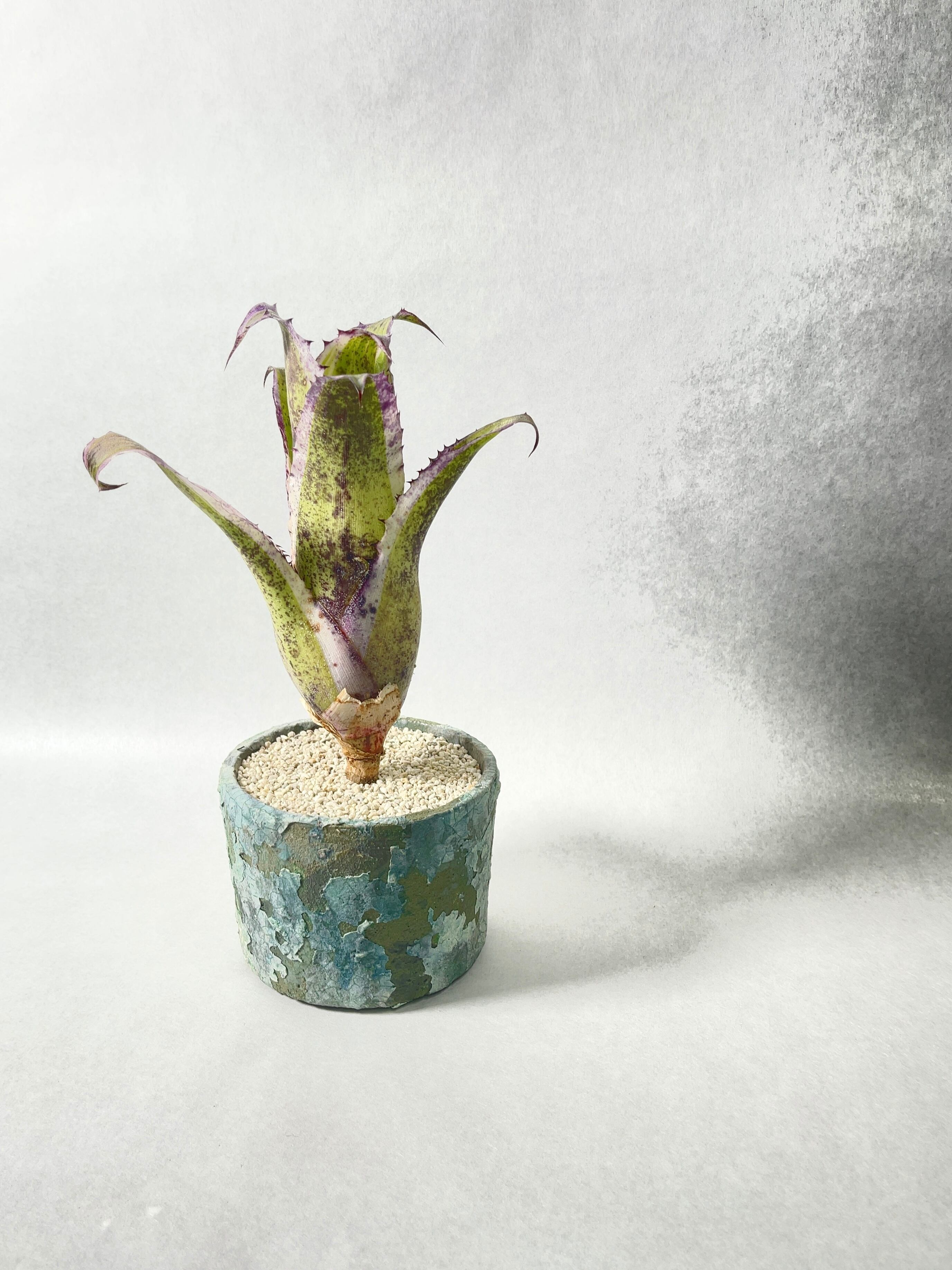 ホヘンベルギア・カーラ | trigger