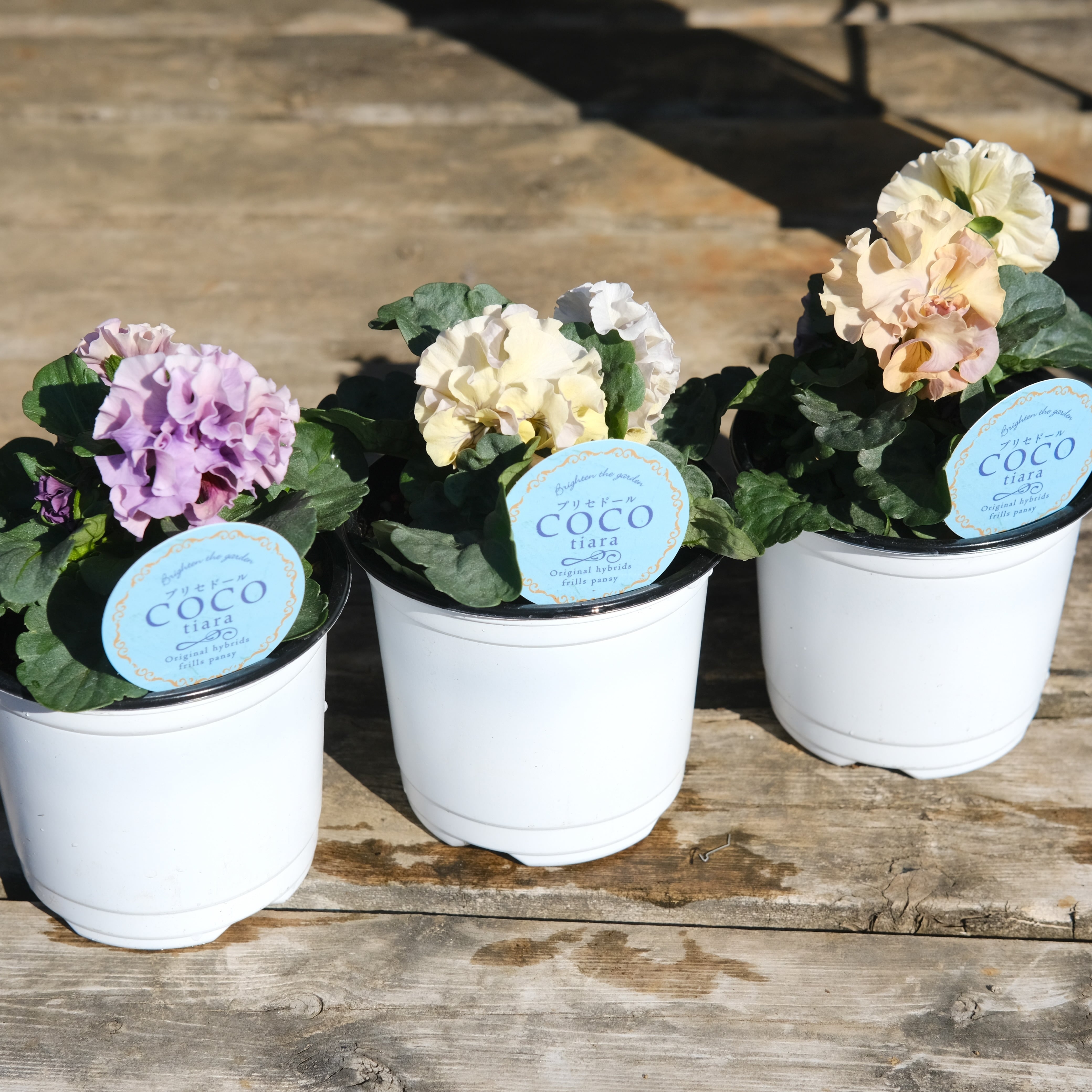 マロニエラポ　カット苗 マロニエラポ カット苗 【公式通販】