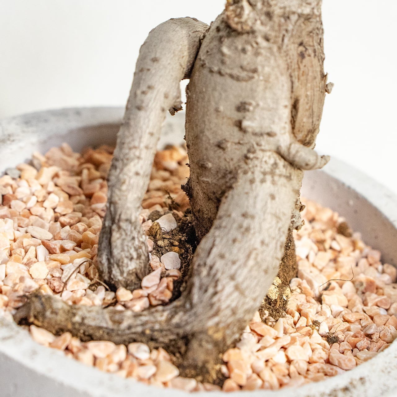 【力強く絡み合う太い根】個性的な樹形のガジュマル。植物を引き立てる無骨な手づくりモルタル鉢。根腐れを防ぐ独自配合の用土を使用|虫発生抑制/全国一律送料850円