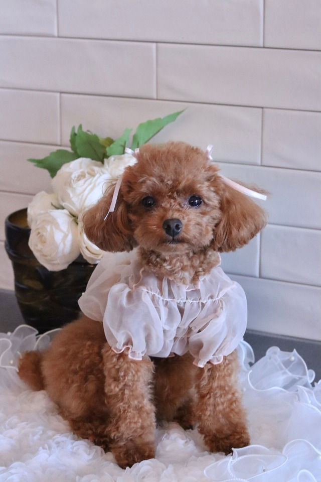 即納【AVELY】オーガンザシースルーパフブラウス