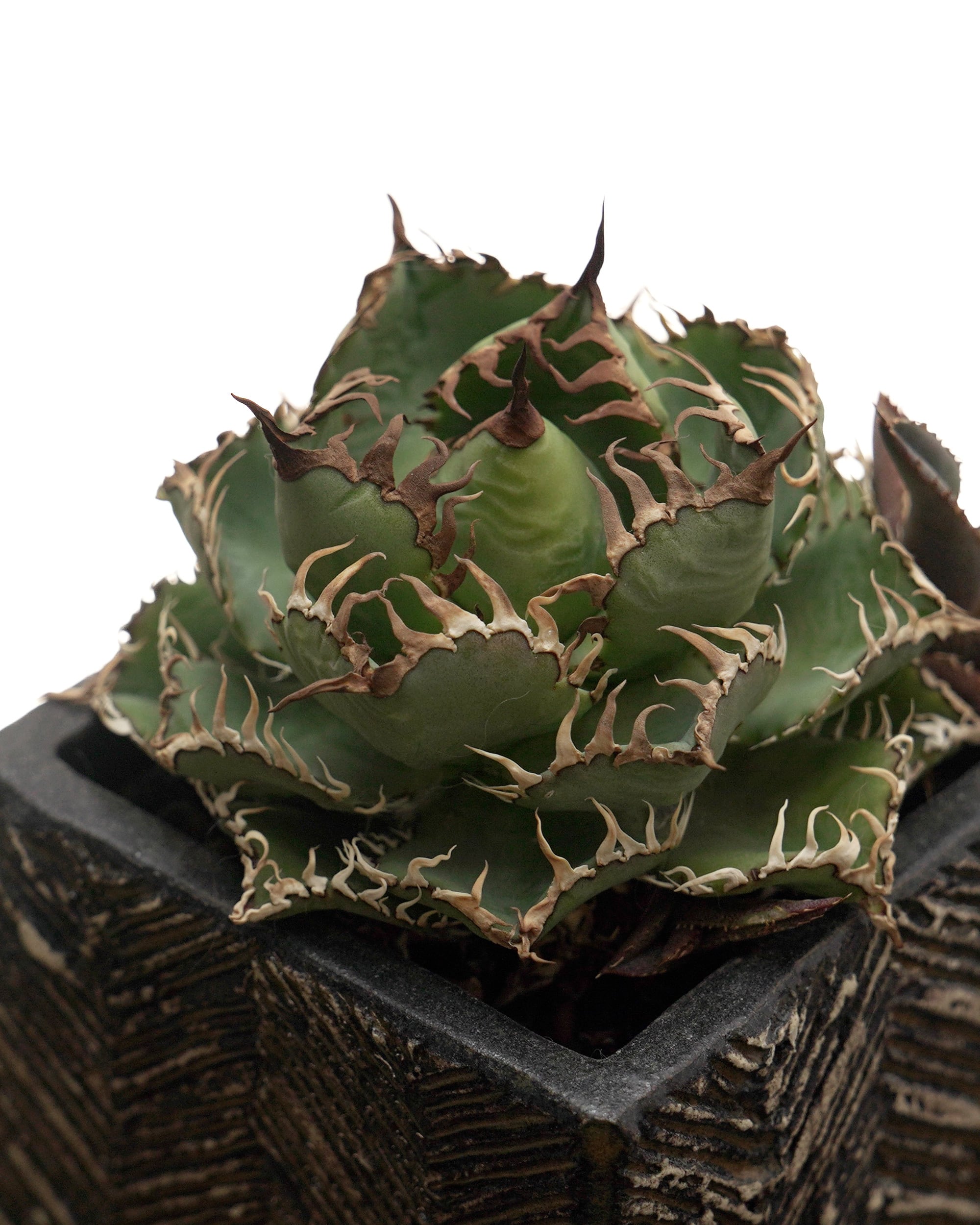 PREMIUM】 鉢植え フィリグリー Agave oteroi 'Filigree' with TOKY