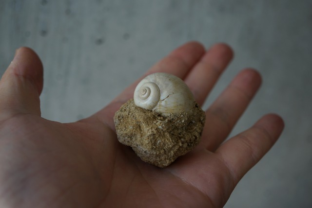 フランス産巻貝化石 Natica sp. 1531