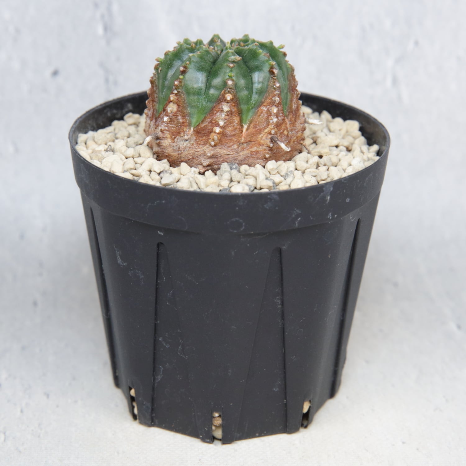 木質化 マイクロ オベサ / ユーフォルビア | LIGHTHOUSE.PLANTS - 海外