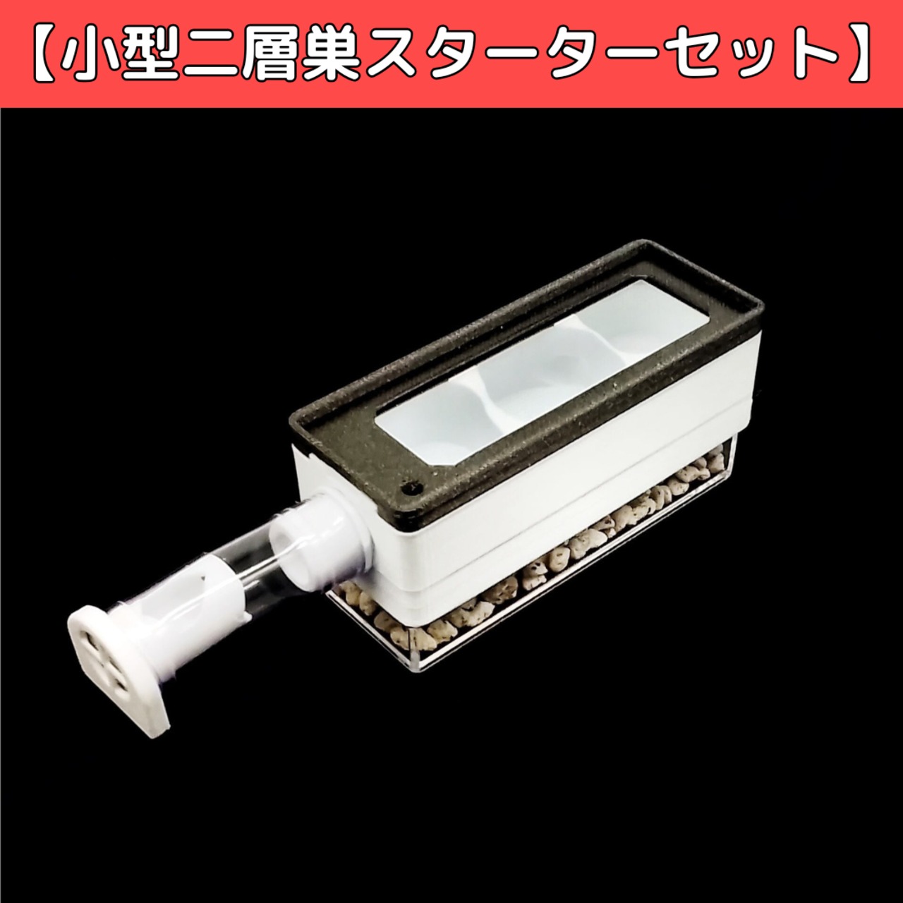 アリの巣 | あり巣 in underground（蟻の総合店,飼育用品と女王アリ）