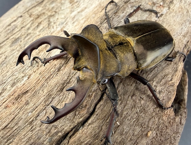 《ウェムケンミヤマ（ヴェムケンミヤマ） 52mm ペア+♂単》