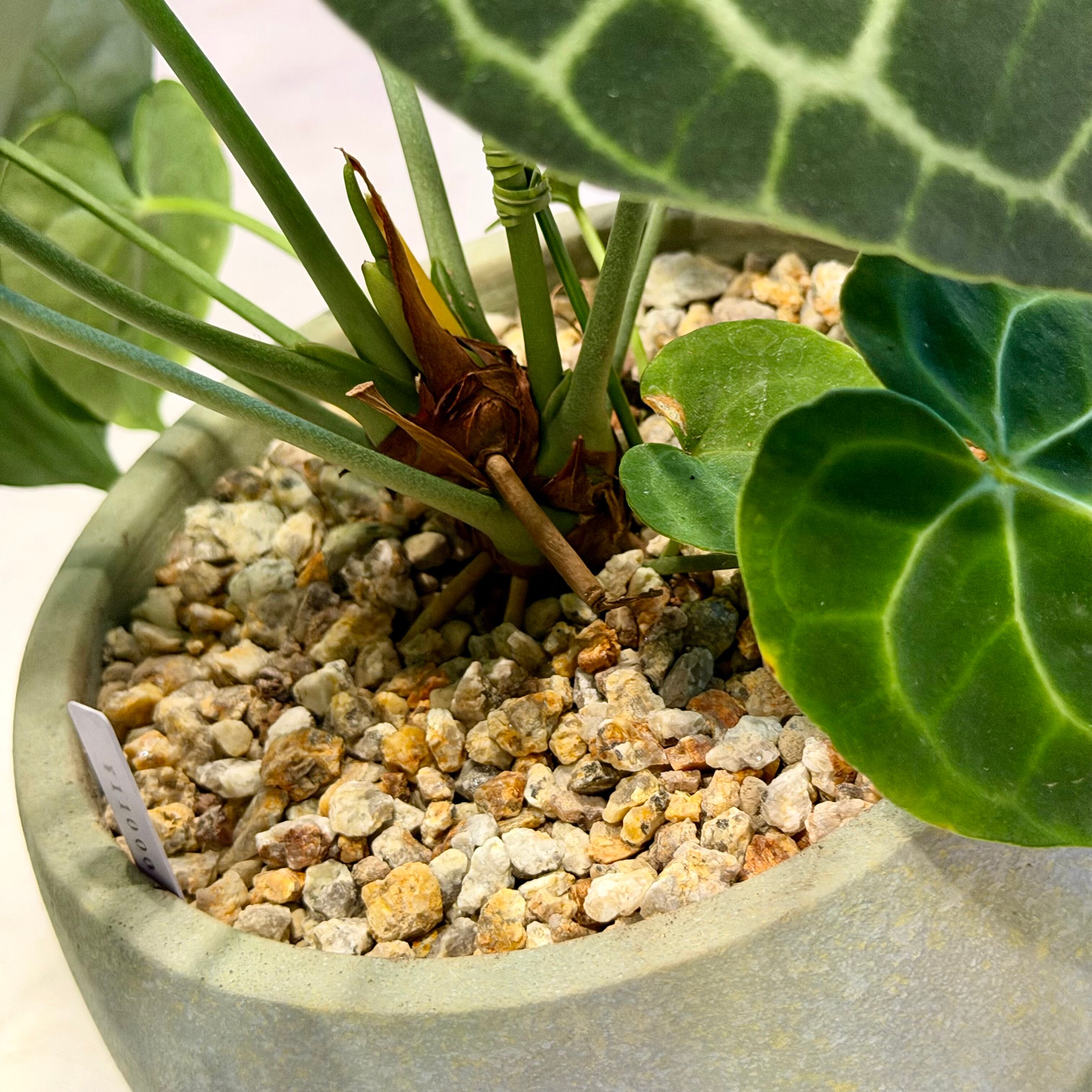 アンスリウム・クラリネルビウム | barrelplants_BONSAI
