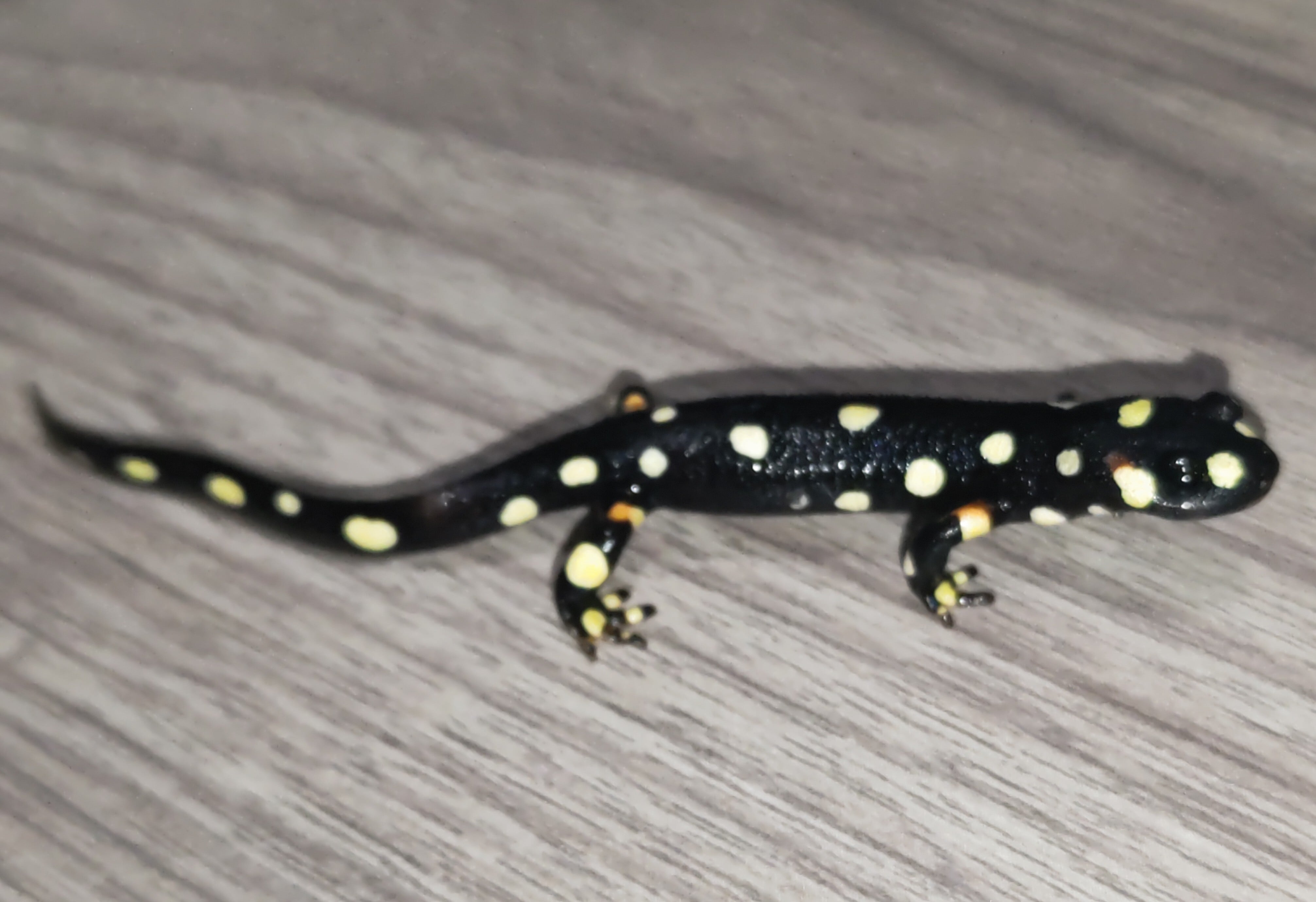 ストラウヒツエイモリイモリ2024CB