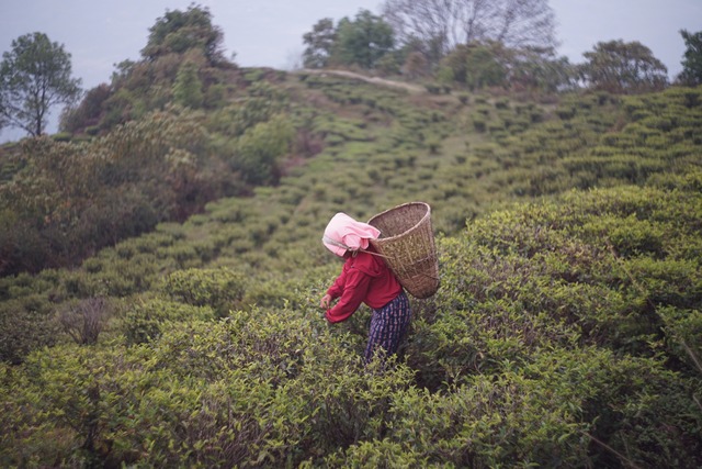 Himalayan Tea 3種セット [black/green/white]
