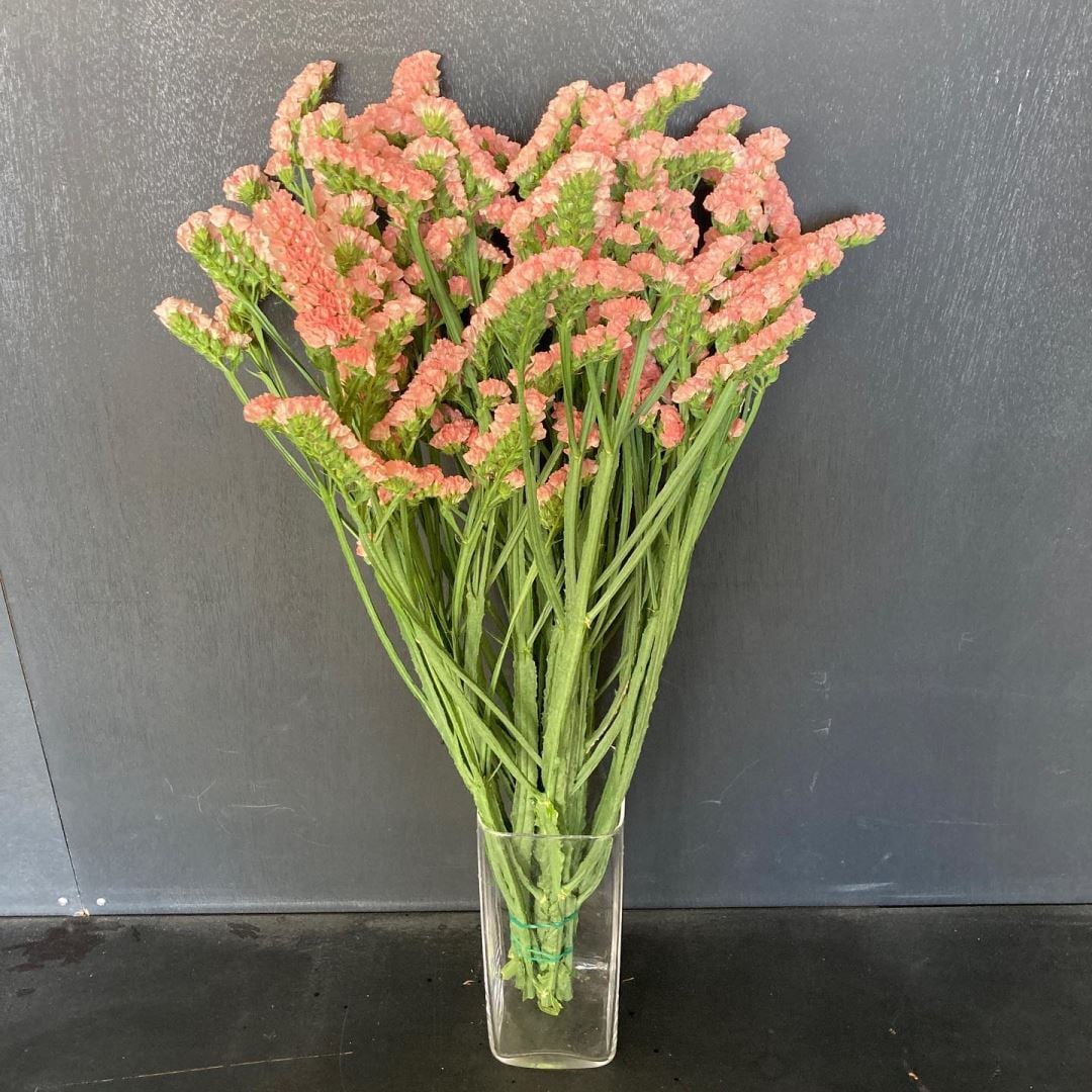 るもいのお花特集】るもい農協スターチス アプリコット系 10本 | 新鮮