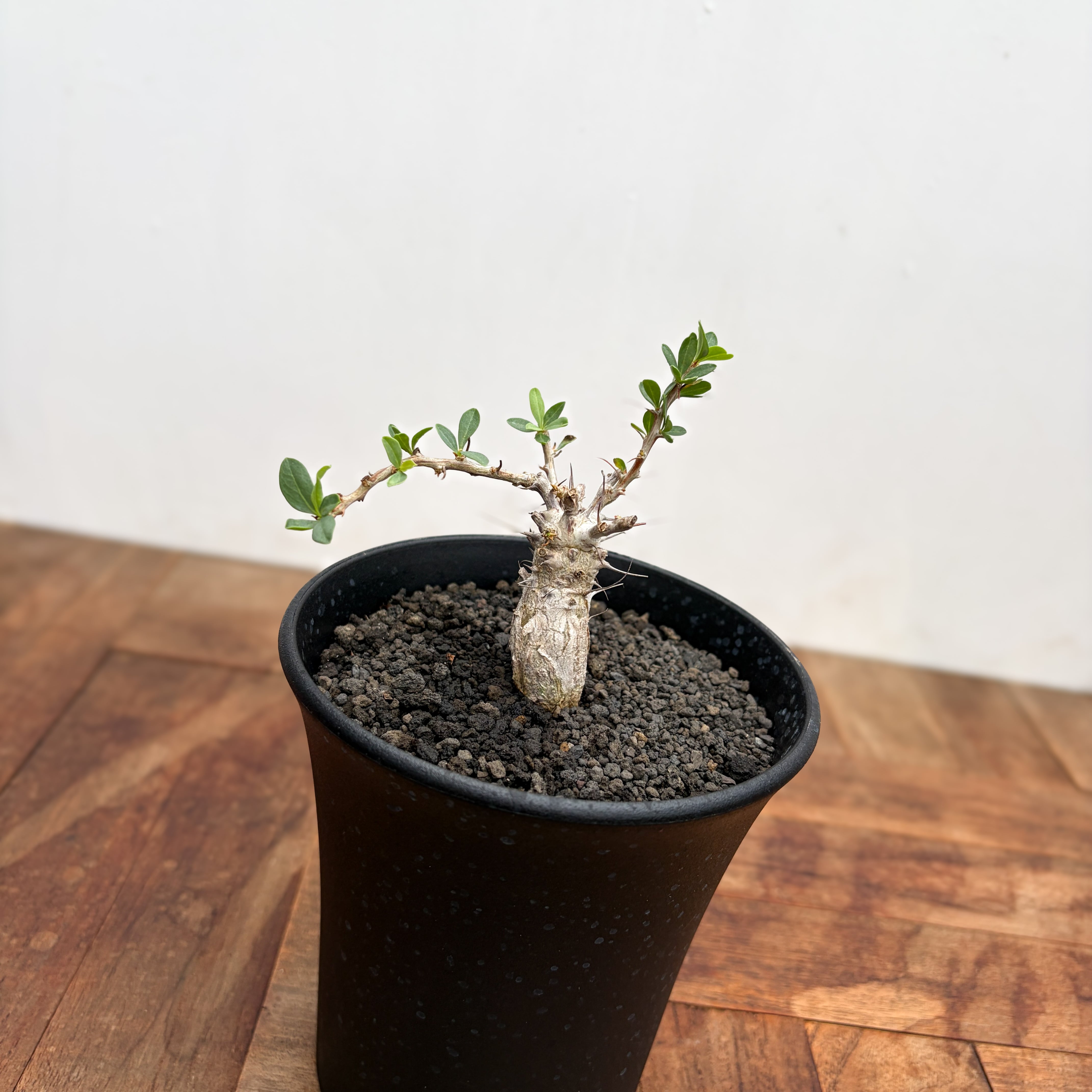 Fouquieria columnaris【フォークイエリア・コルムナリス・観峰玉