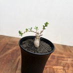 Fouquieria columnaris【フォークイエリア・コルムナリス・観峰玉・実生】
