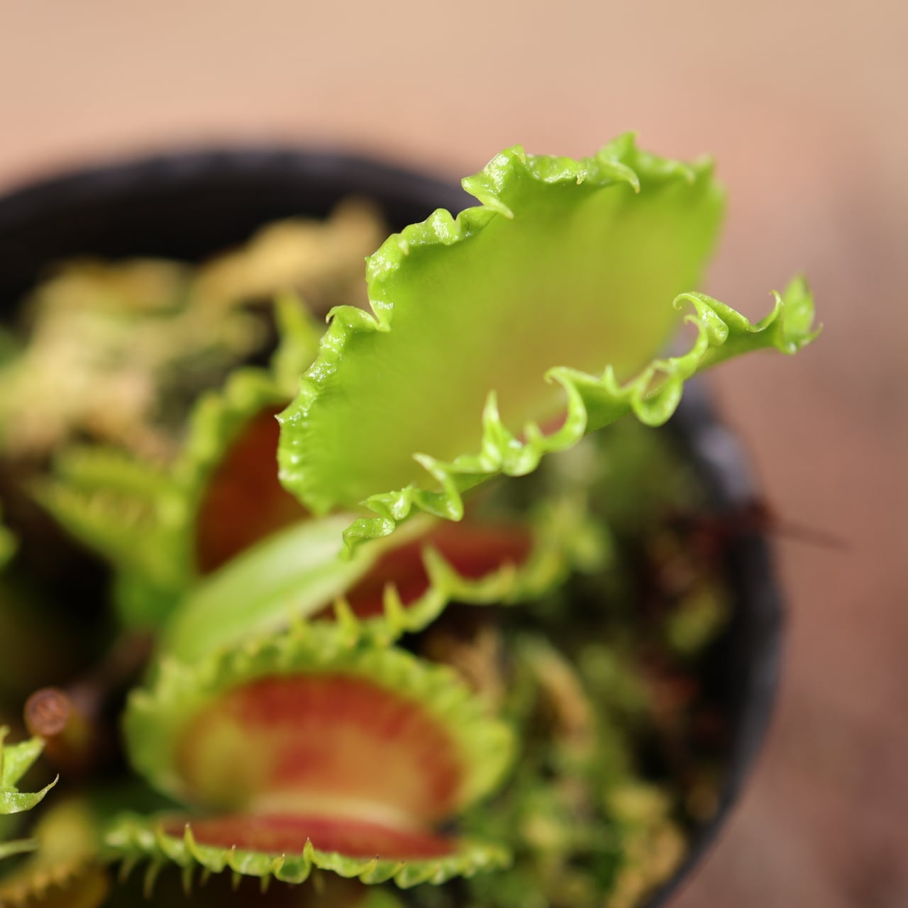 681『ハエトリソウ Dionaea muscipula 'dumpling 』 観葉植物【送料