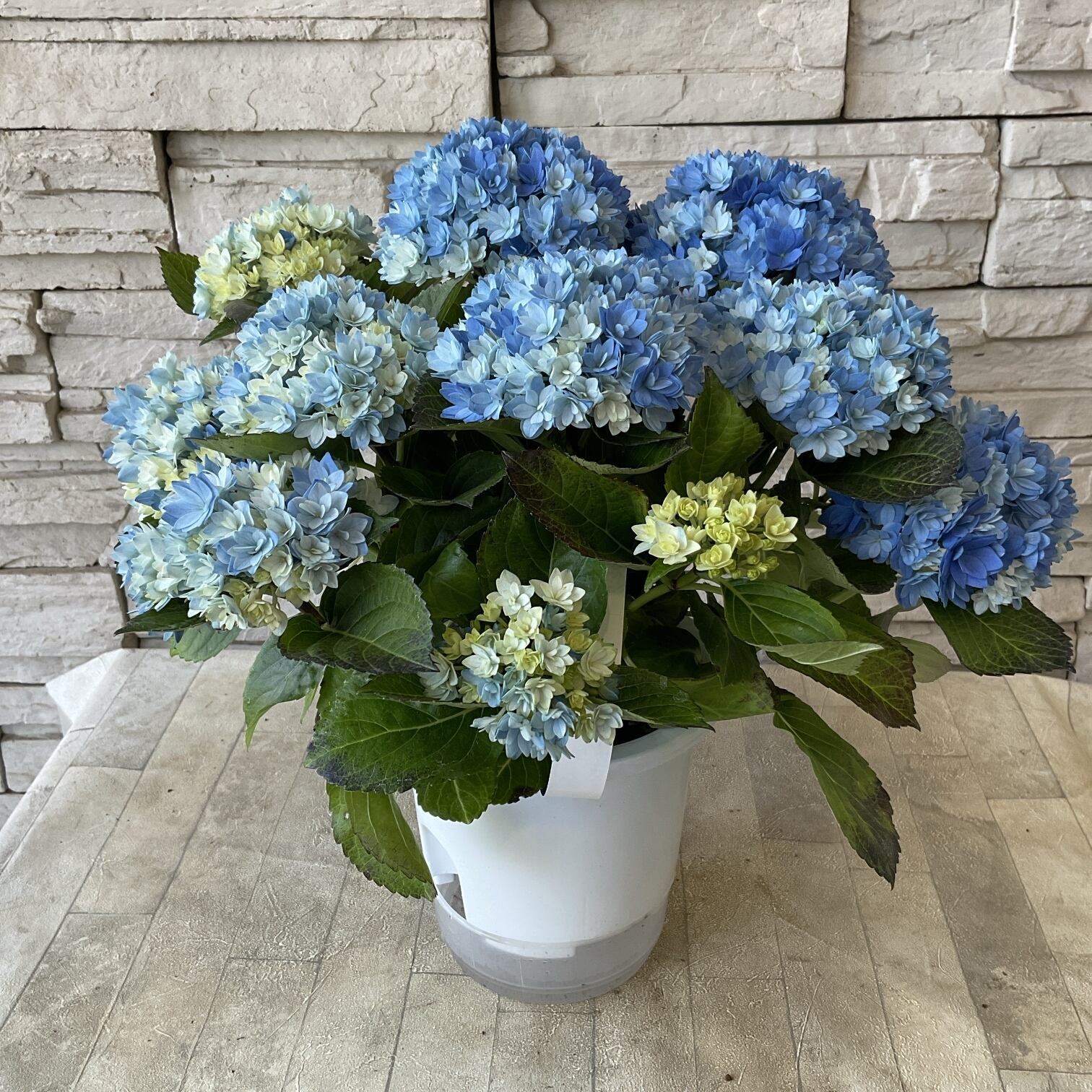 紫陽花　4台セット 紫陽花 4種4鉢アソートセット 【公式通販】