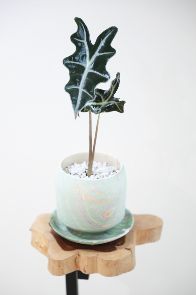 【S】アロカシア ノビリスAlocasia Watsoniana ※陶器鉢付き