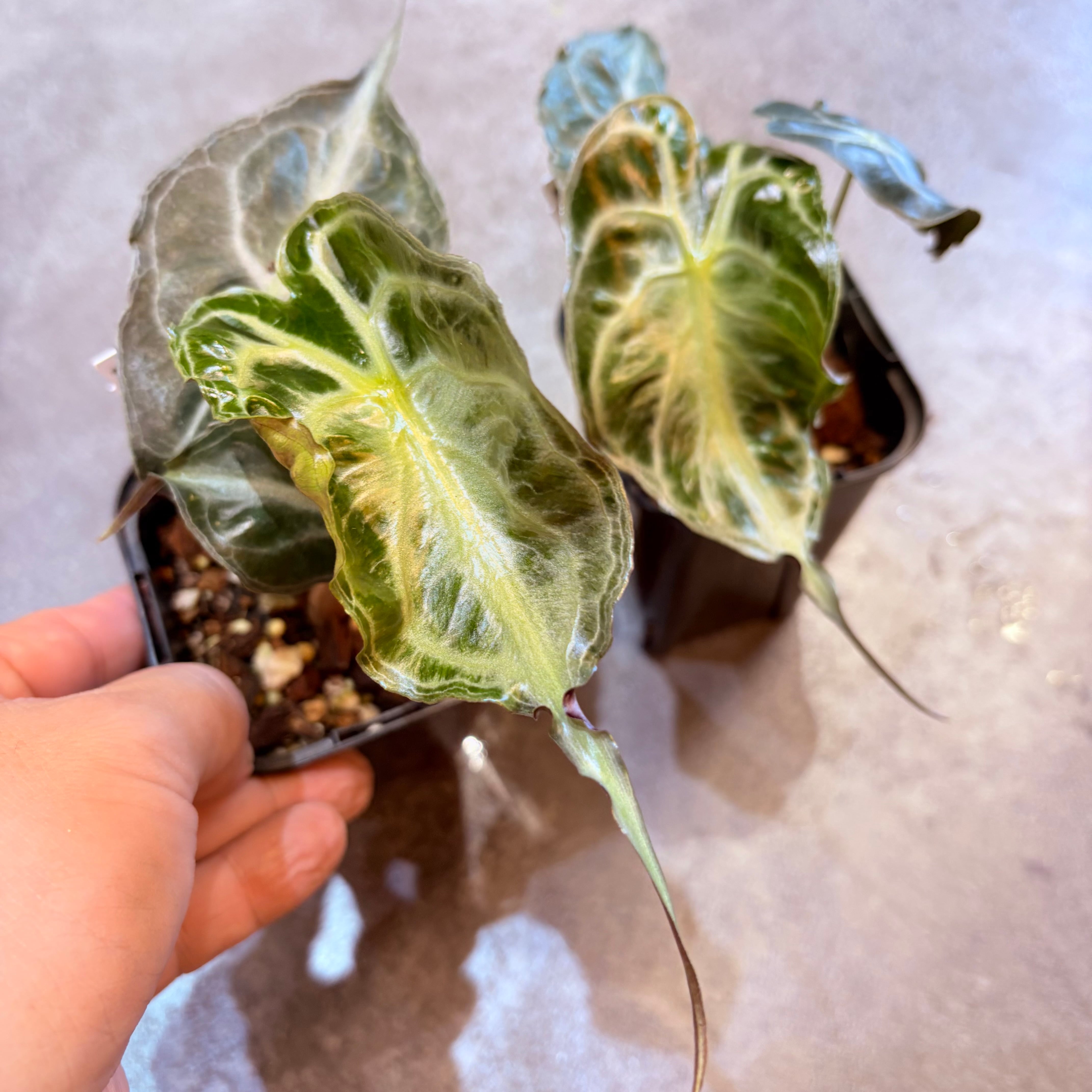 アロカシア ヴェノム 3号 | Green Vibes 宇都宮市の観葉植物専門店