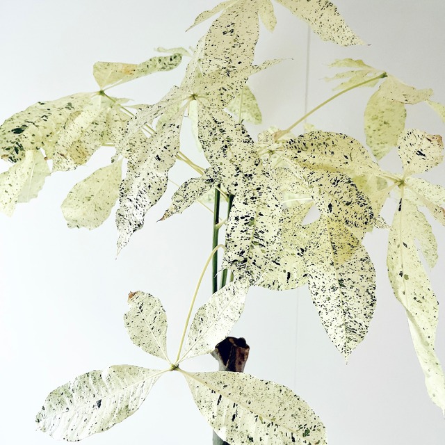 《希少》斑入り パキラ ミルキーウェイ 曲がり 接木 7号鉢 希少植物