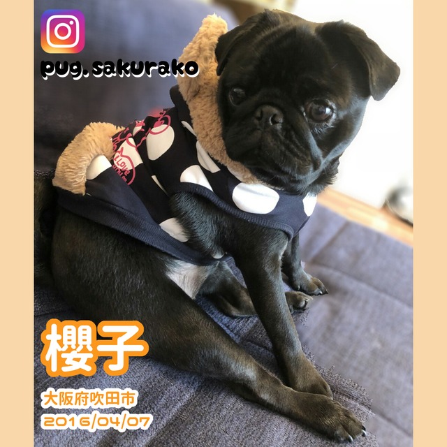 Poco 写真集 パグ座りするおパグたち 17 Pug Poco オリジナルグッズ 通販