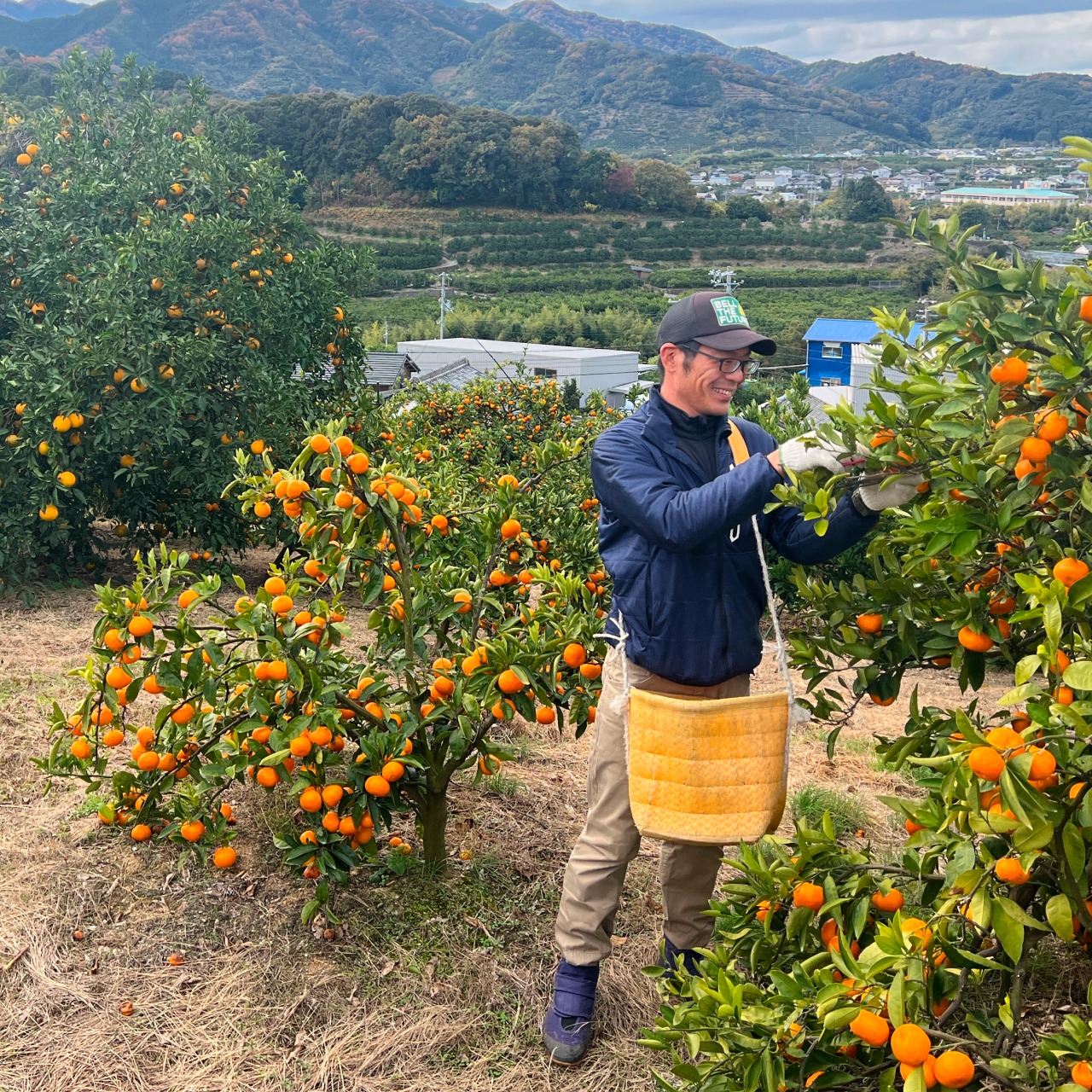 【贈答用】完熟アルギットみかん 約5kg（早生）／※のし対応可