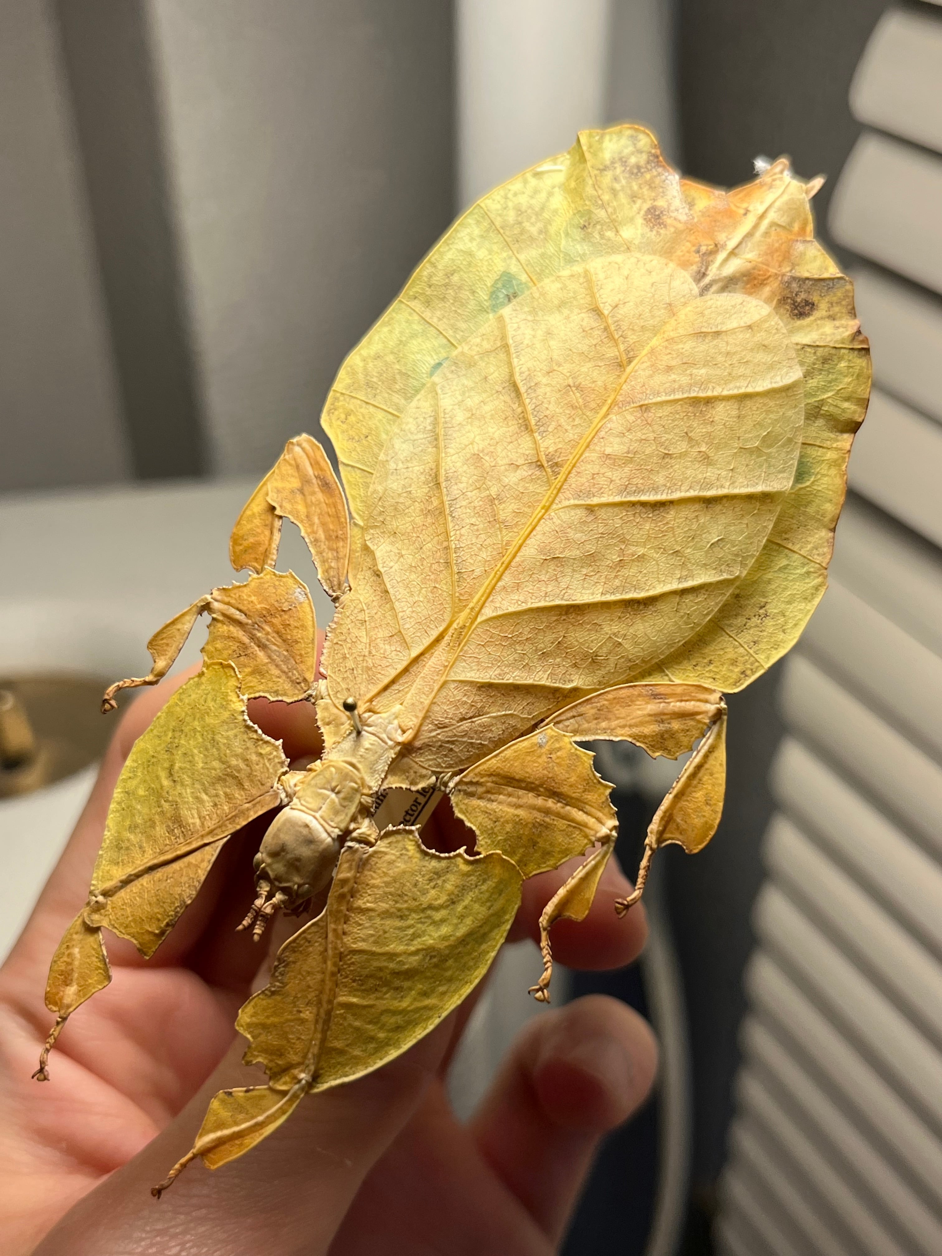 ナナフシ•コノハムシ | オモニキチュウ