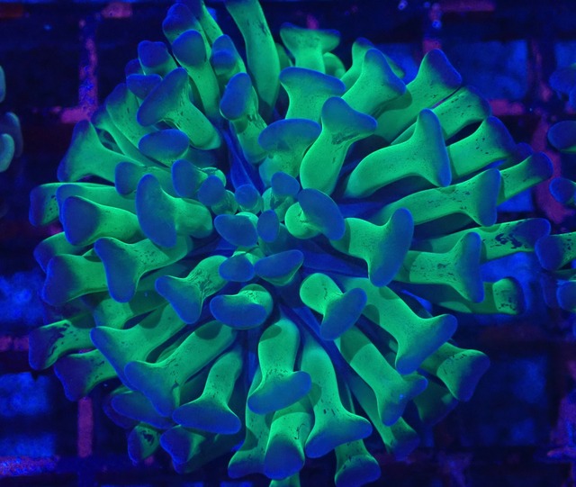 ParaAncora Reverse 4
