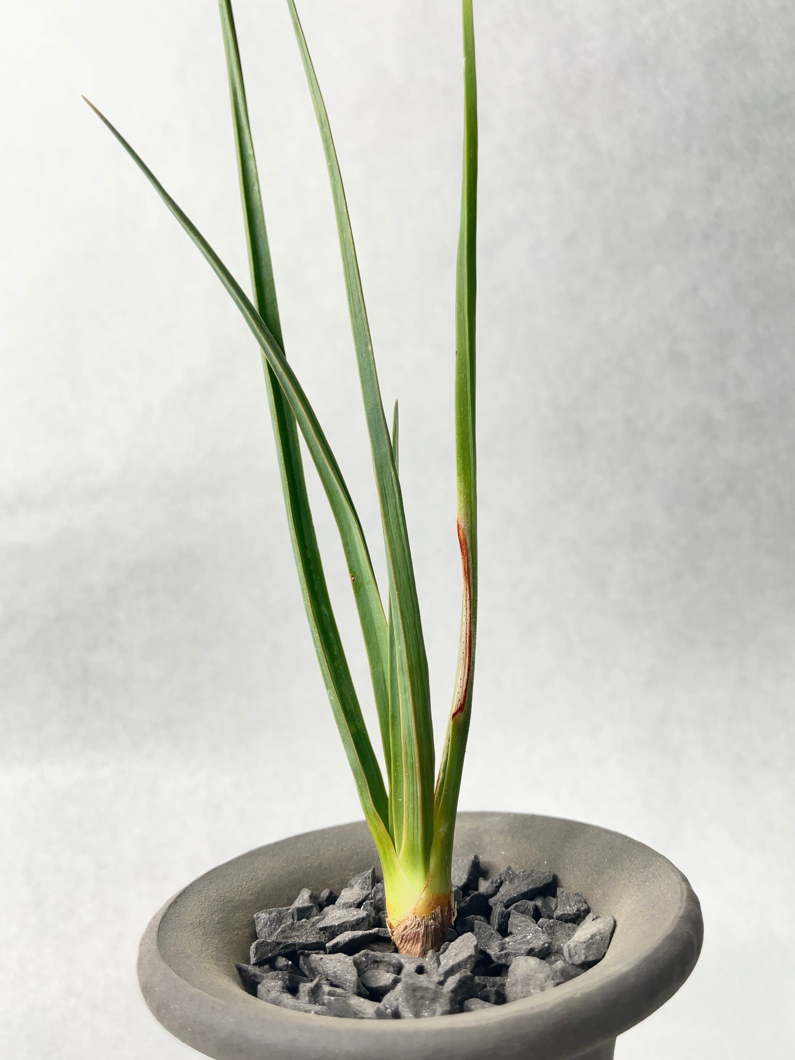 ドラセナ・シナバリ | trigger