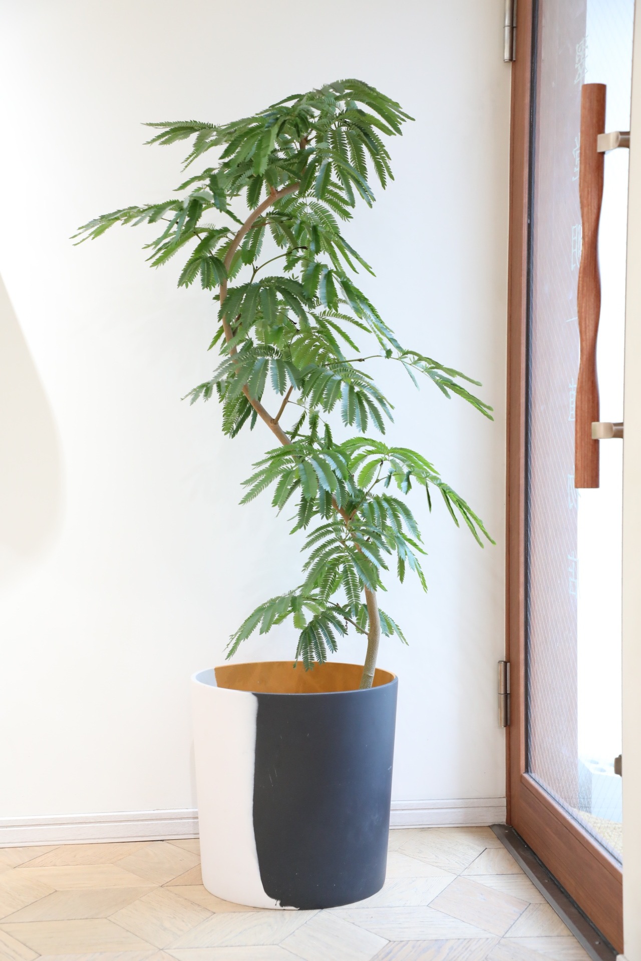 【渋谷区周辺エリア/配送料無料】【L/155cm】エバーフレッシュ曲げ木/Pithecellobium confertum ever fresh ※陶器鉢カバー別売り