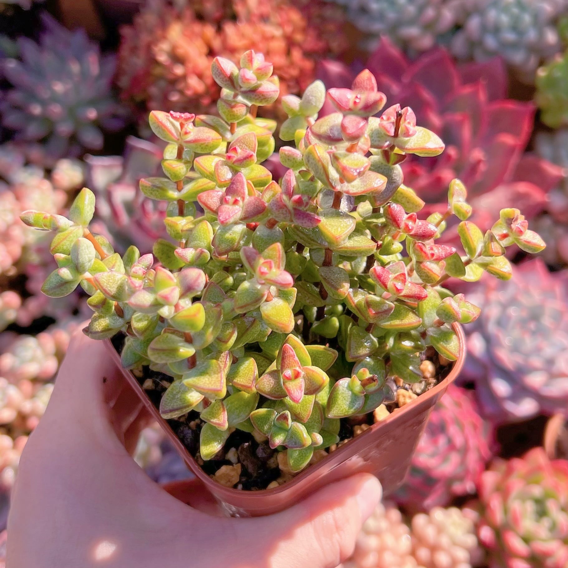 多肉植物　ラブハート　新入荷　るる農園