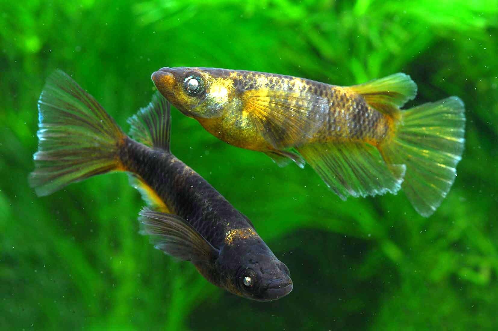 生体販売 | 目高工房江戸