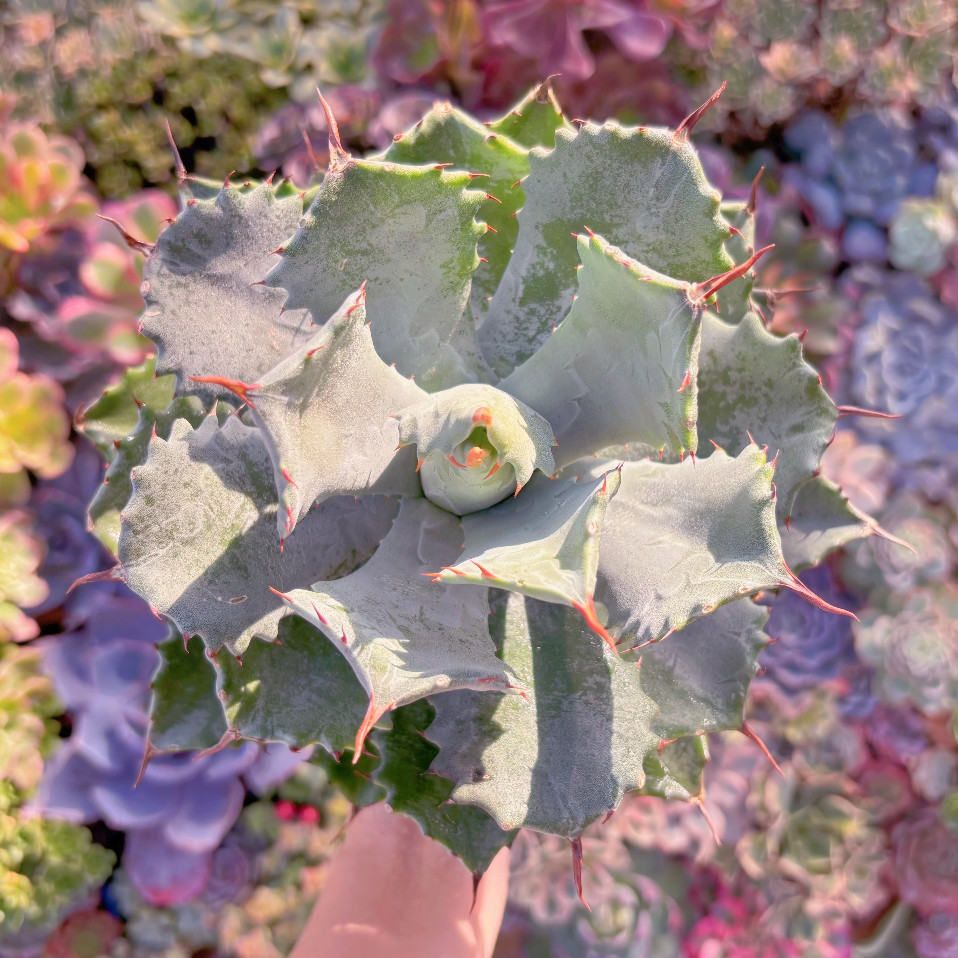 現品　アガベ　イシスメンシス(Agave isthmensis)#590　特大苗　新入荷　るる農園