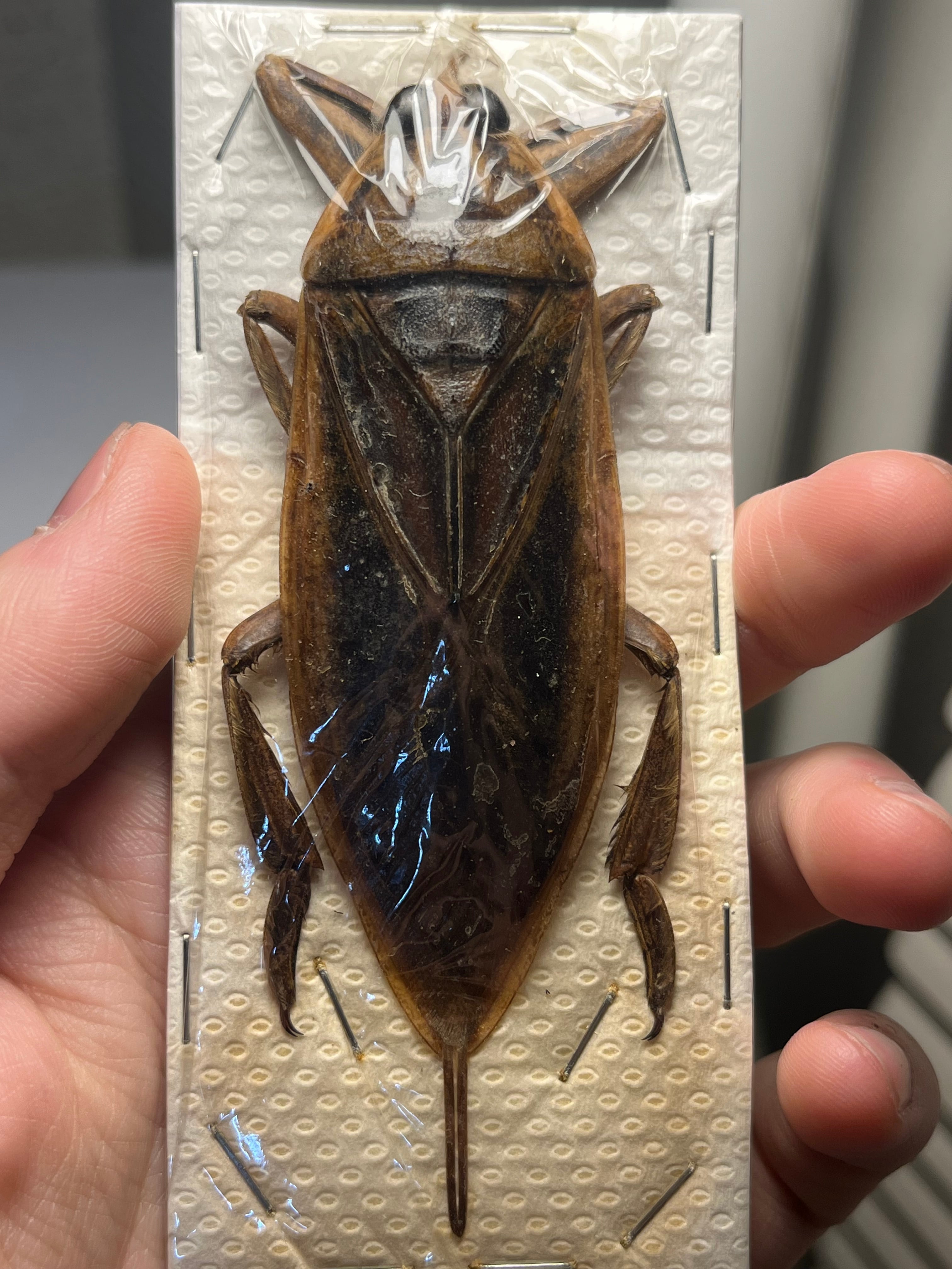 ALL ITEM | オモニキチュウ