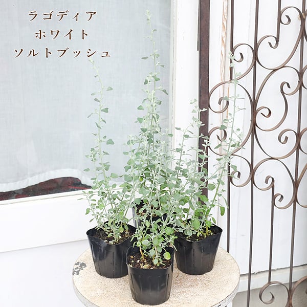 草花苗 ラゴディア ハスタータ ホワイトソルトブッシュ 3号 常緑低木