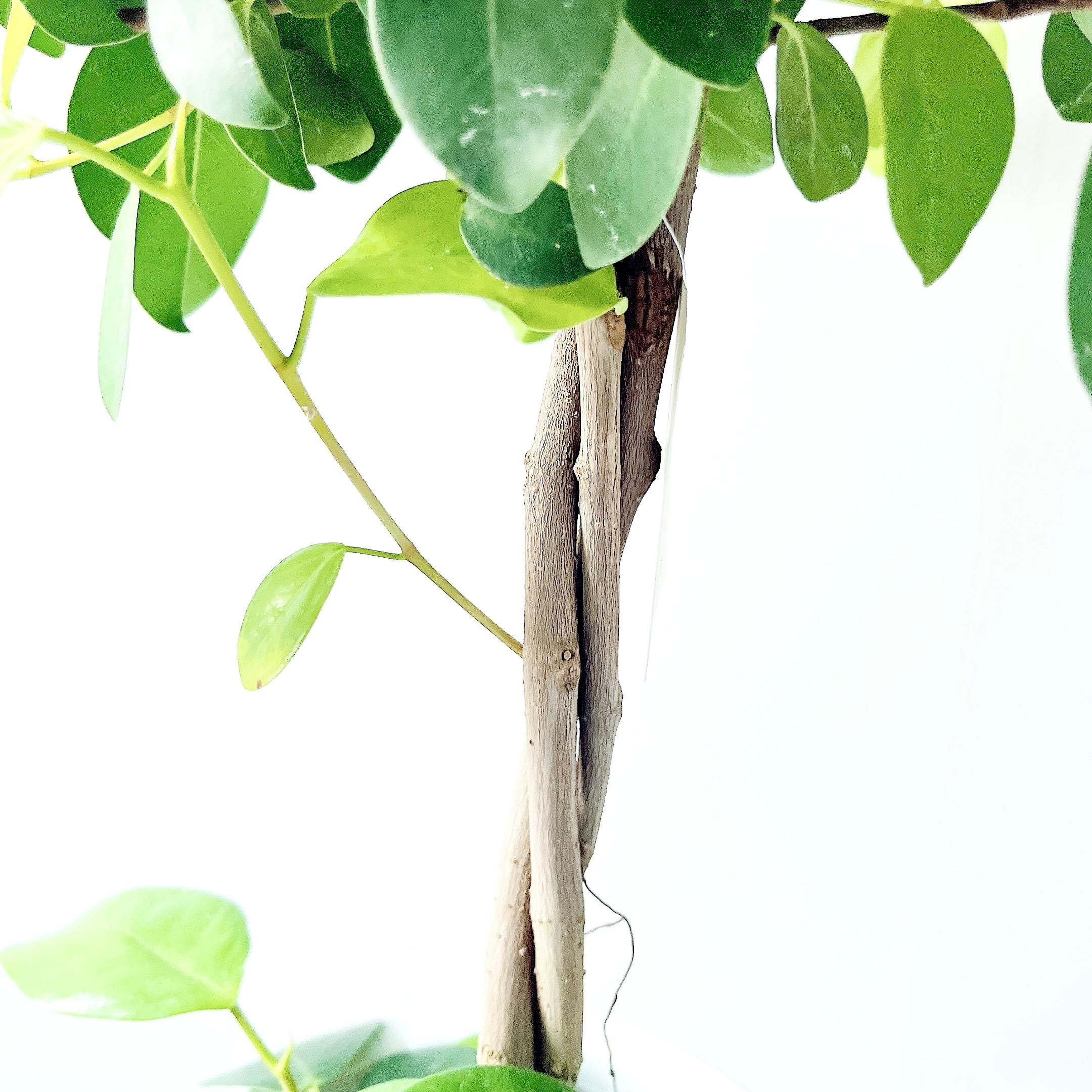 フィカス オオバンボダイジュ 3本編み込み 観葉植物 calm cafe | calm